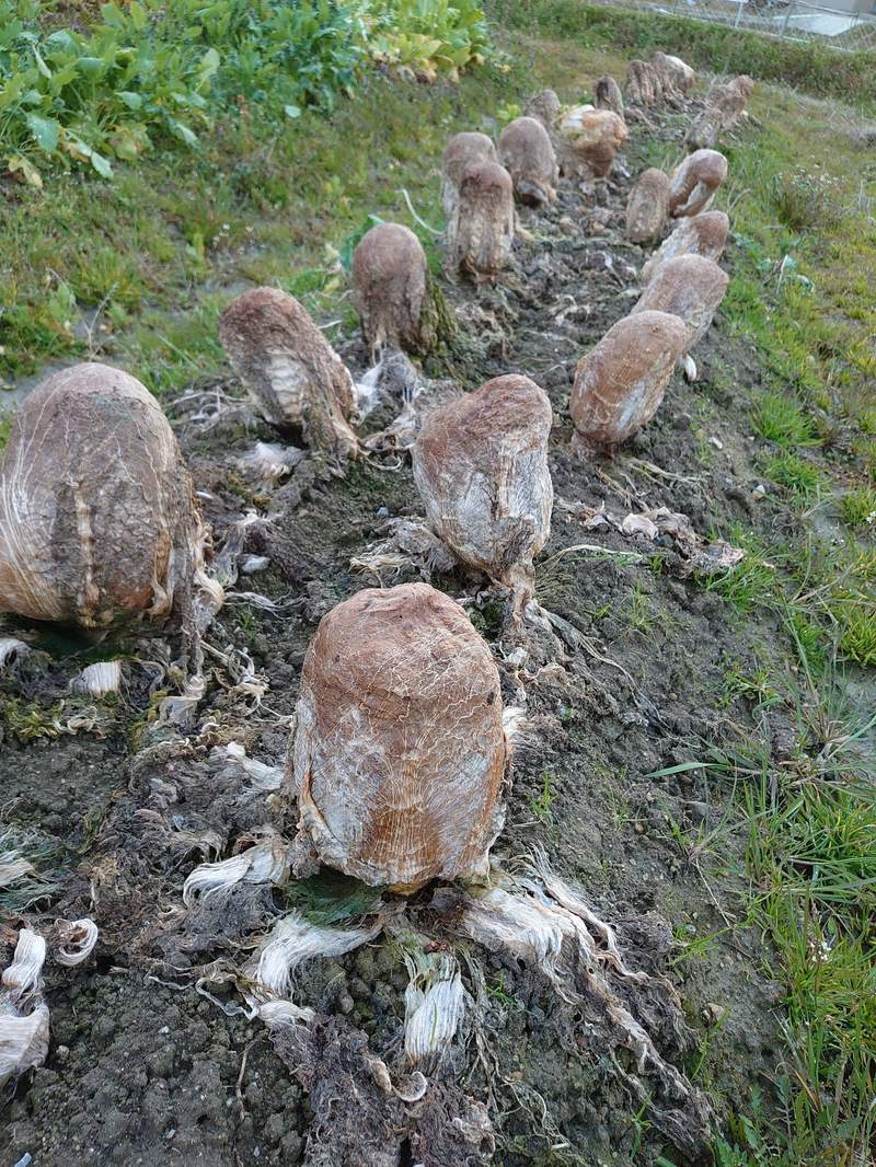 I want to know everything #631. A farmer showed a field of Chinese cabbage that looks like xenomorph eggs - Want to know everything, Japan, Cabbage, Farmer, Xenomorph, Eggs, Interesting, Longpost, Stranger