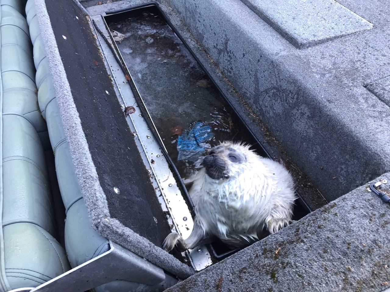 Kind St. Petersburg residents saved three more pinniped puppies - Seal, Puppies, Young, Saint Petersburg, Sestroretsk, Belek, Longpost, Positive