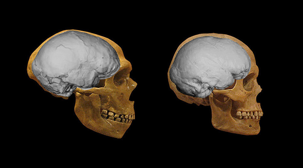 Those who moved away (Part one. Look how healthy you are! I bet you box a little) - My, Anthropology, Biology, Person, Evolution, The science, Facts, Brain, Archeology, GIF, Longpost