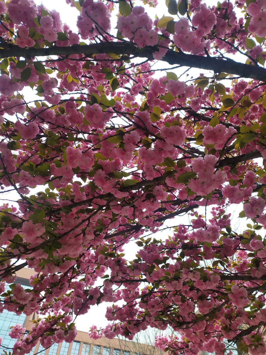 Cherry blossoms in China - My, China, Sakura, Flowers, Bloom, Longpost