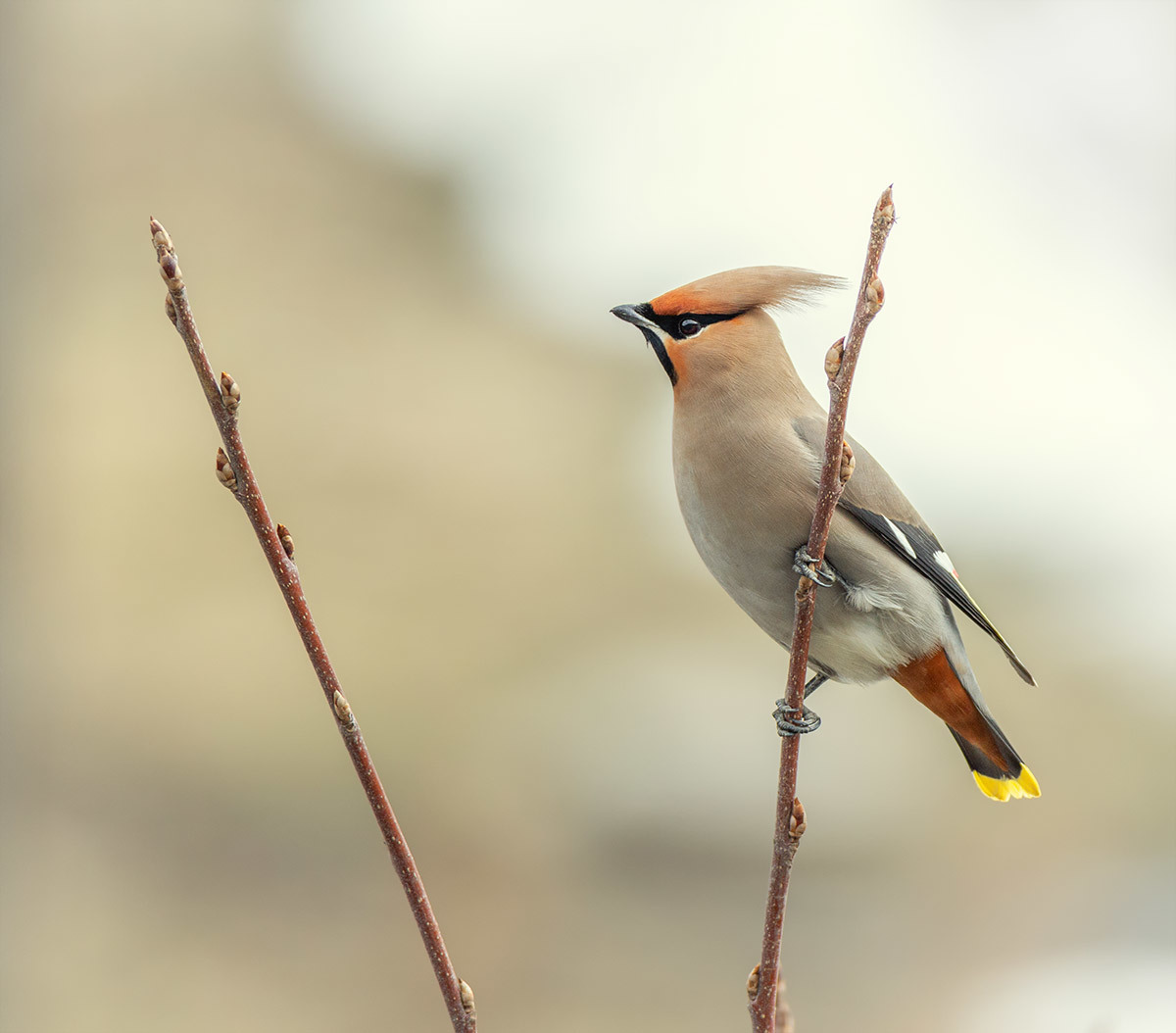 Waxwing - My, The photo, Birds, Waxwing, Animalistics, Bird watching, Canon 60d, Tamron, Longpost