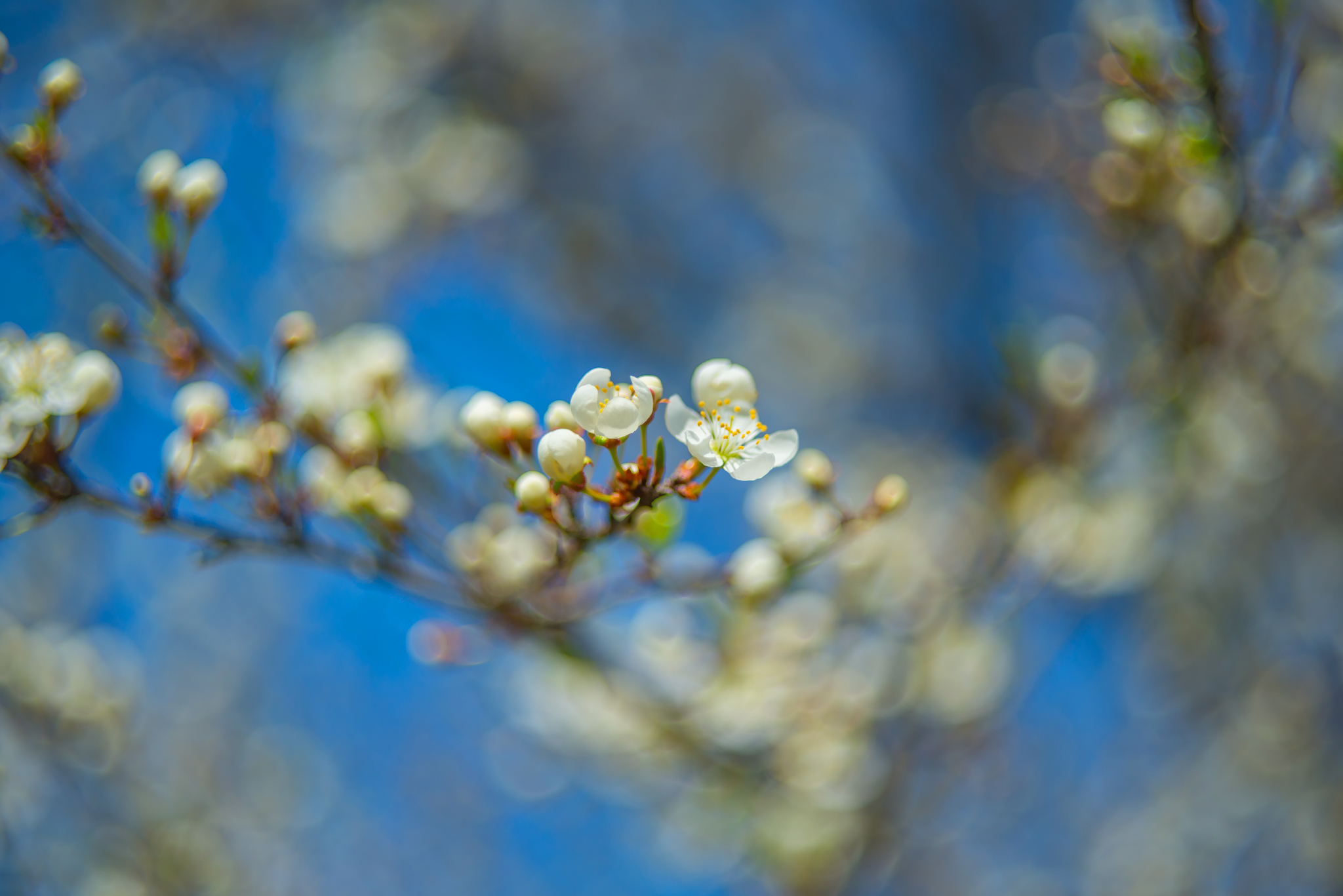 The trees have blossomed - My, Spring, Fruit trees, Helios-44, Longpost, Bloom