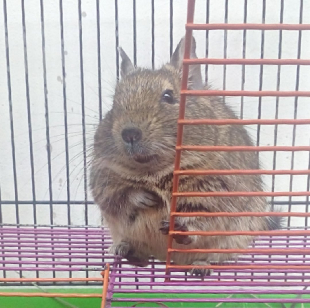 My pets) - My, Pets, cat, Degu, Humor, Pets