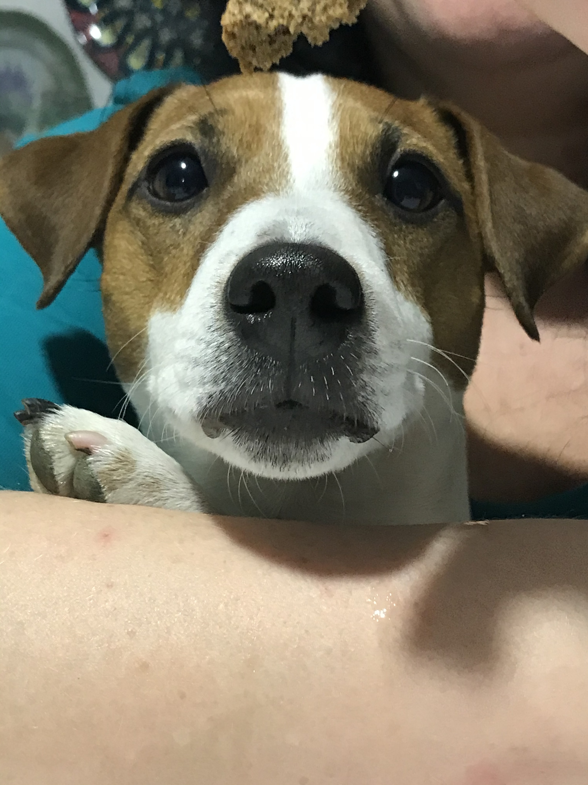 About the dog and the bread - My, Jack Russell Terrier, Dog, Longpost, Pets