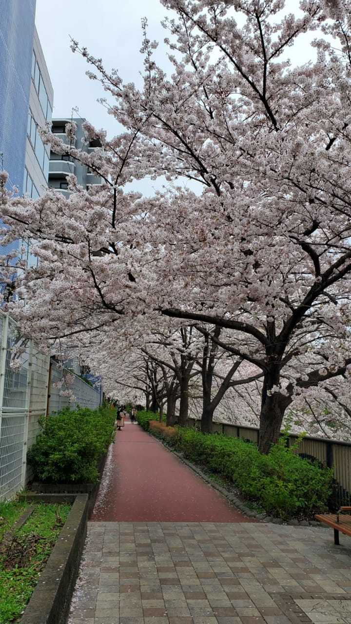 Cherry blossoms - Khans, Sakura, Bloom, Japan, Nature, beauty, The photo, Longpost