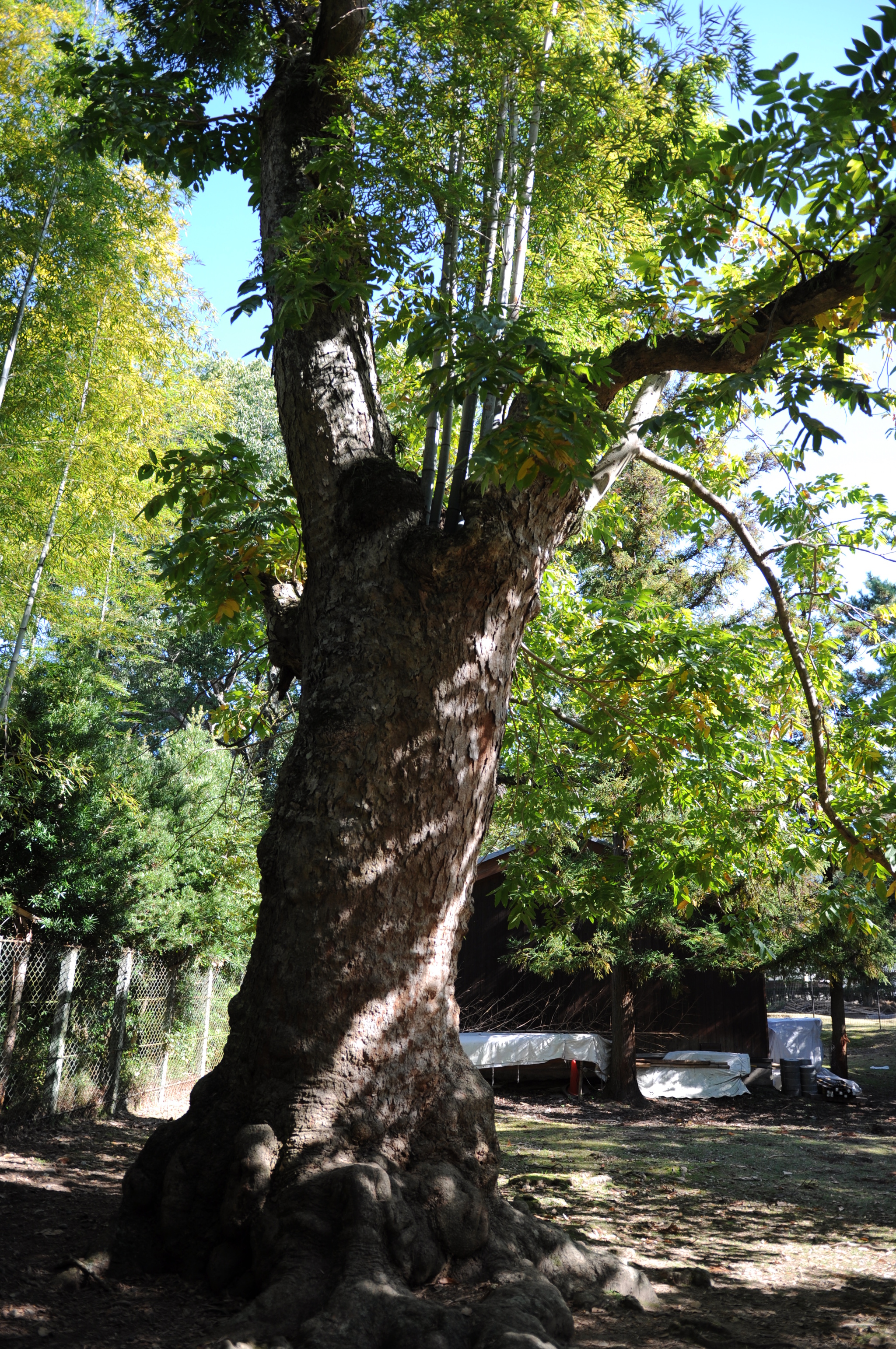 Nara Park (Nara, Japan) - My, Japan, Nara, Osaka, Deer, Fawn, The park, Longpost