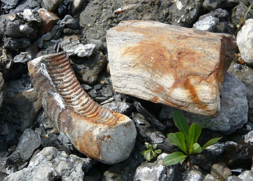 150,000,000 BC - My, Paleontology, Longpost, Nature, The photo, Ammonite