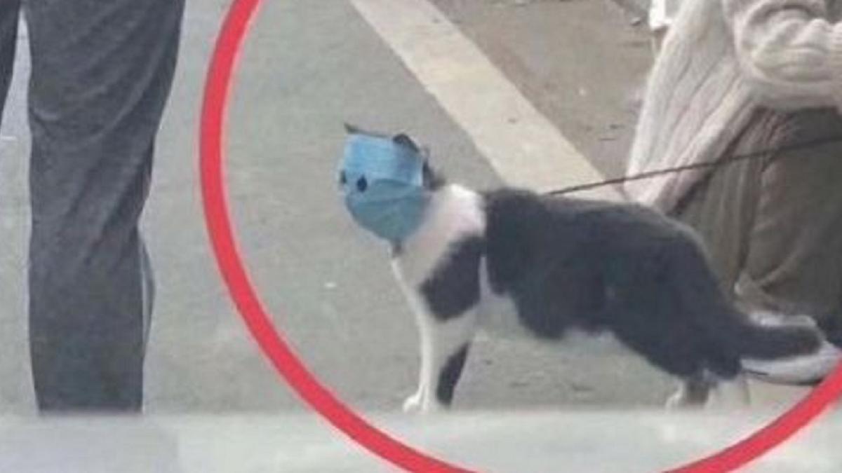 Кота вам | Пикабу