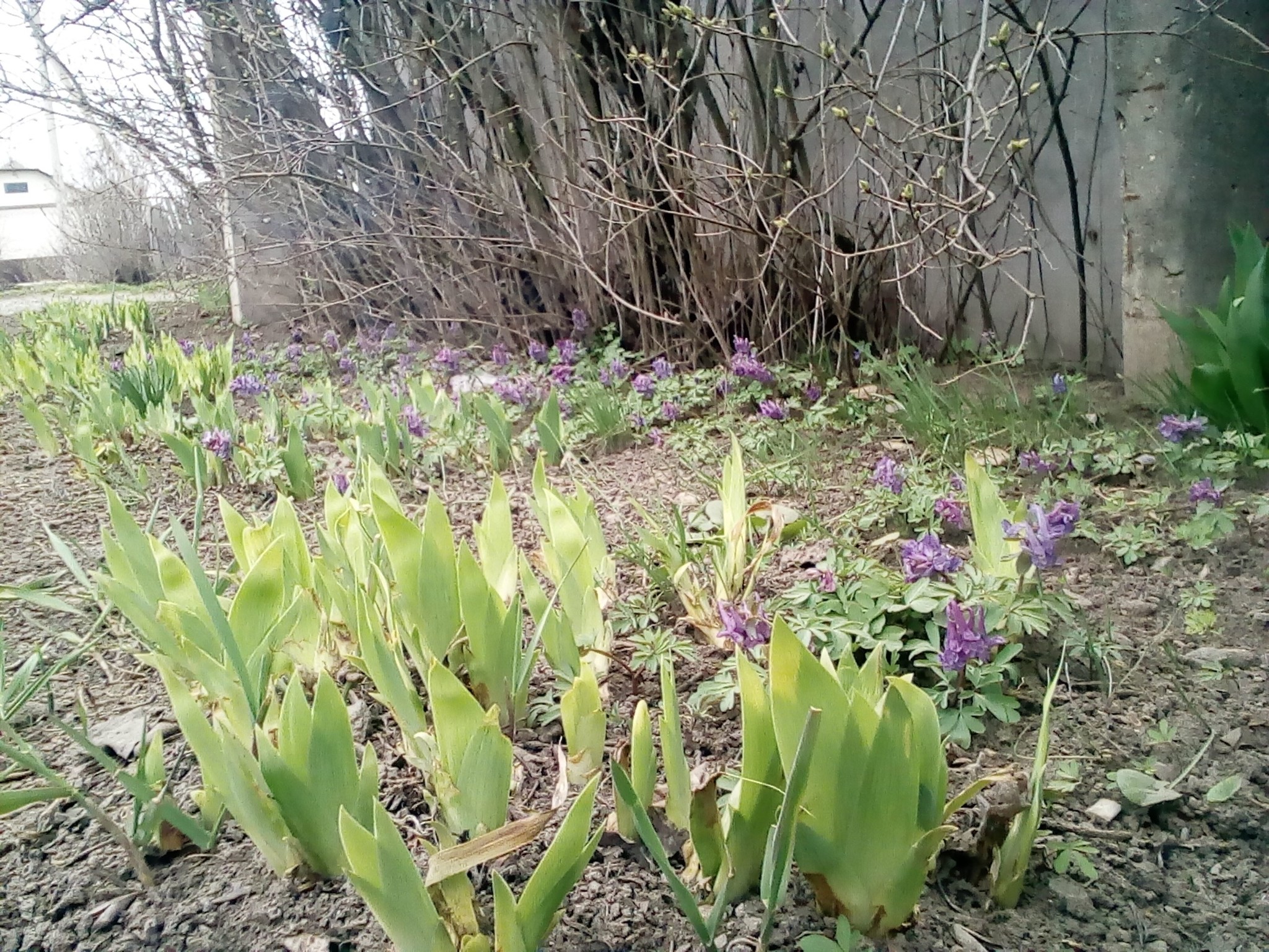 Spring - My, freezing, Frost