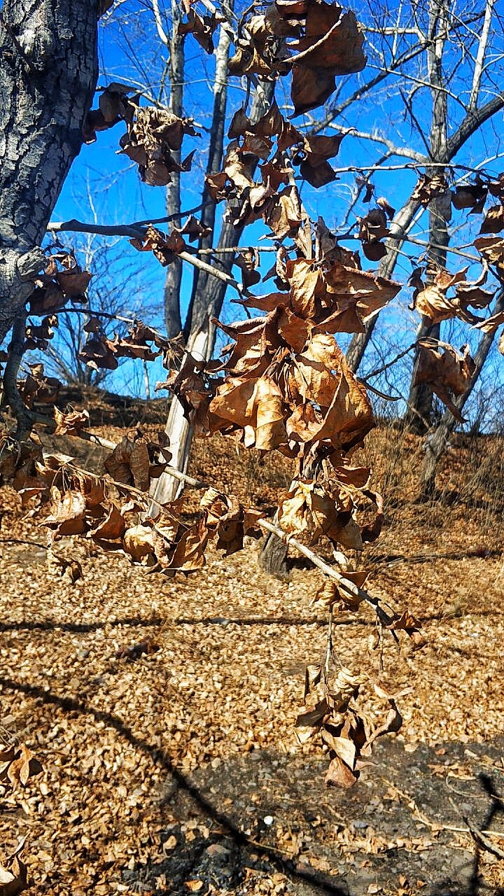 Phone photo cards - My, Photo on sneaker, Nature, Irkutsk, Longpost