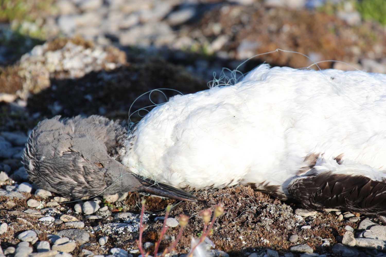 I feel sorry for the bird - My, Greenpeace, Plastic, Garbage, Birds, Seabirds, Reserves and sanctuaries, Longpost