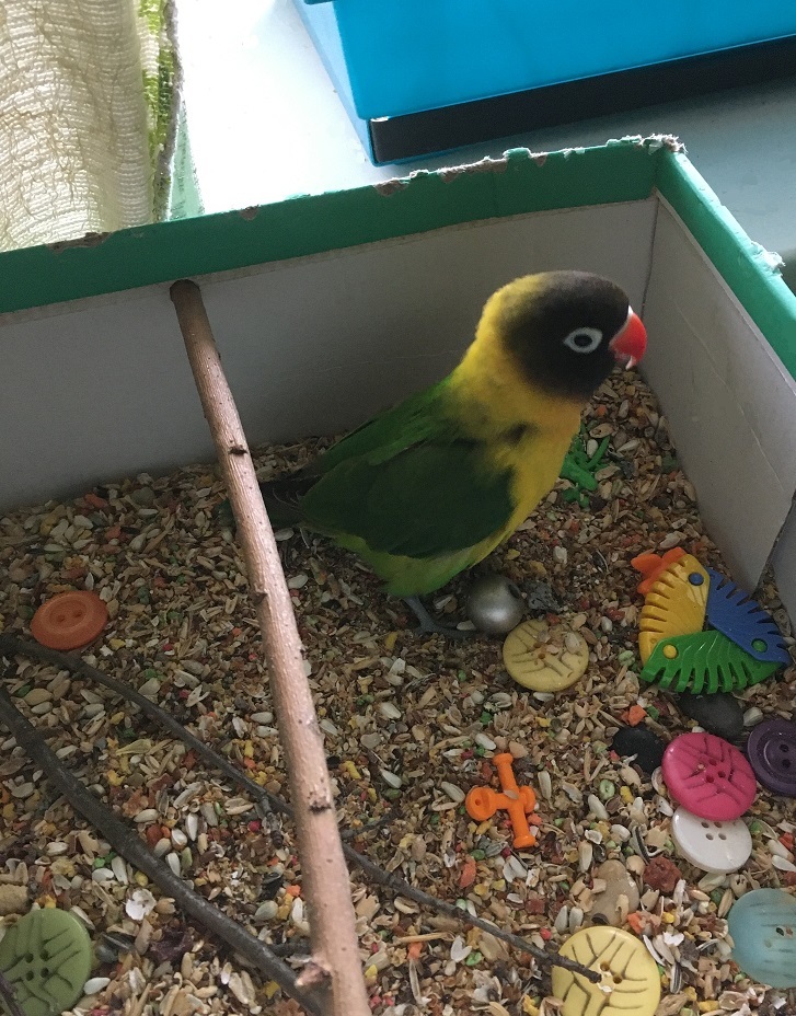 Household tricks and savings on keeping a parrot - My, A parrot, Lovebirds, Animal feed, Saving, Video, Longpost