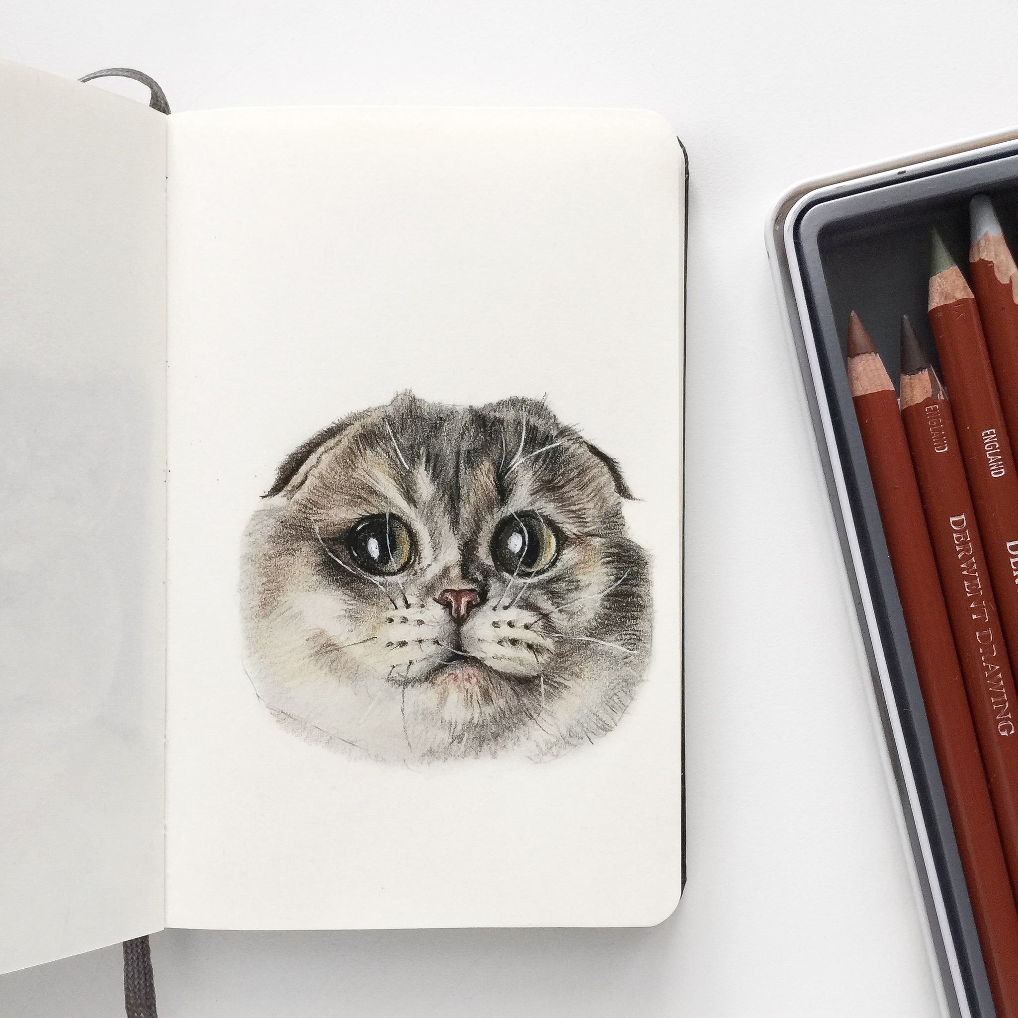 Cat with colored pencils - My, cat, Drawing, Art, Colour pencils, Portrait, Pets