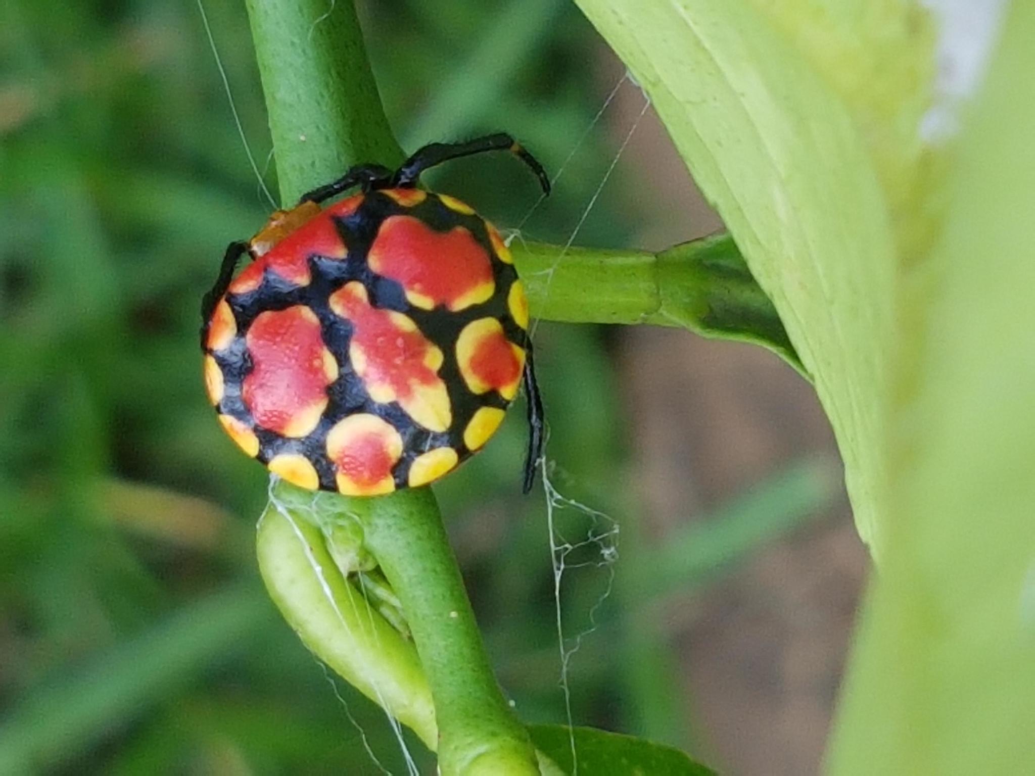 Lolth #7 - Spider, Mimicry, ladybug, Longpost