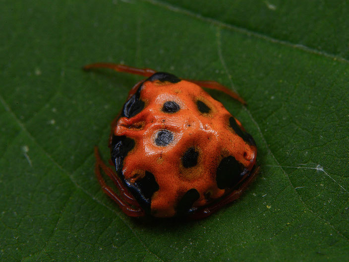 Lolth #7 - Spider, Mimicry, ladybug, Longpost