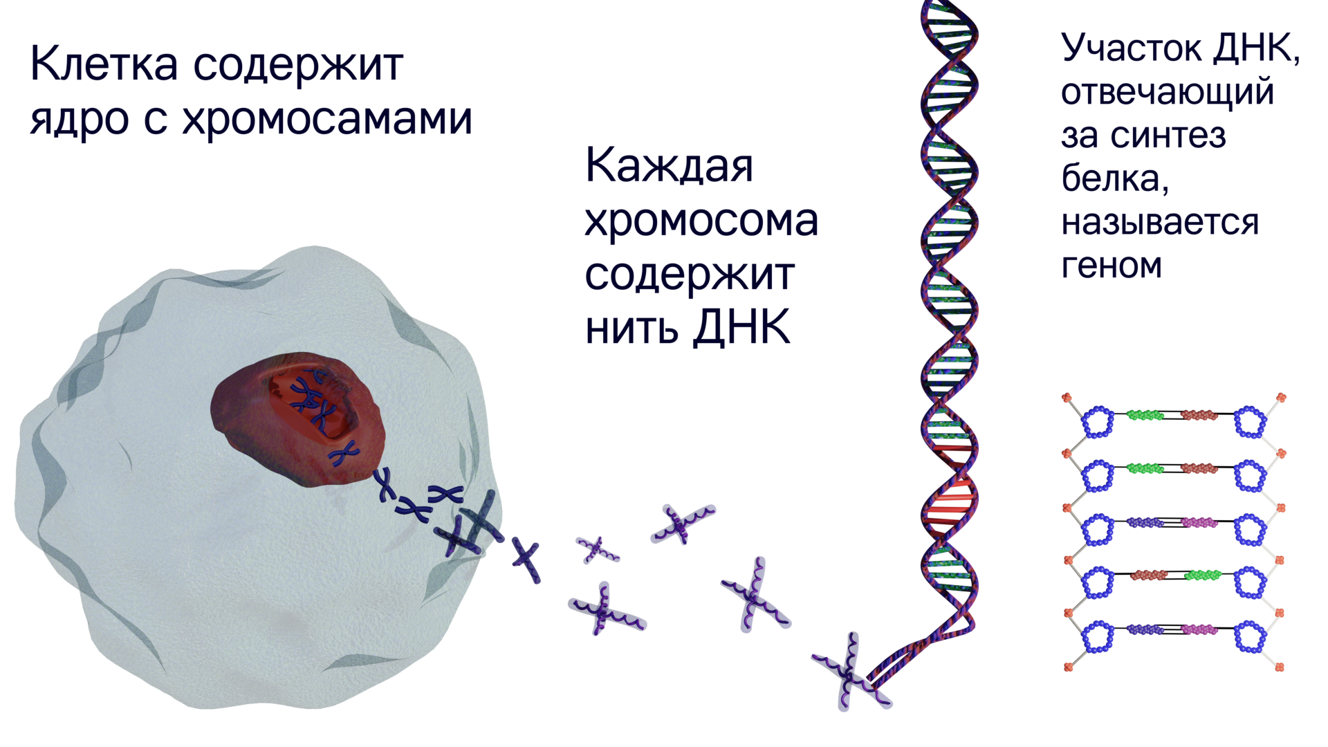 Our internal troops: genes, antigens and the major histocompatibility complex - My, Immunology, Immunity, The medicine, Biology, Video, GIF, Longpost