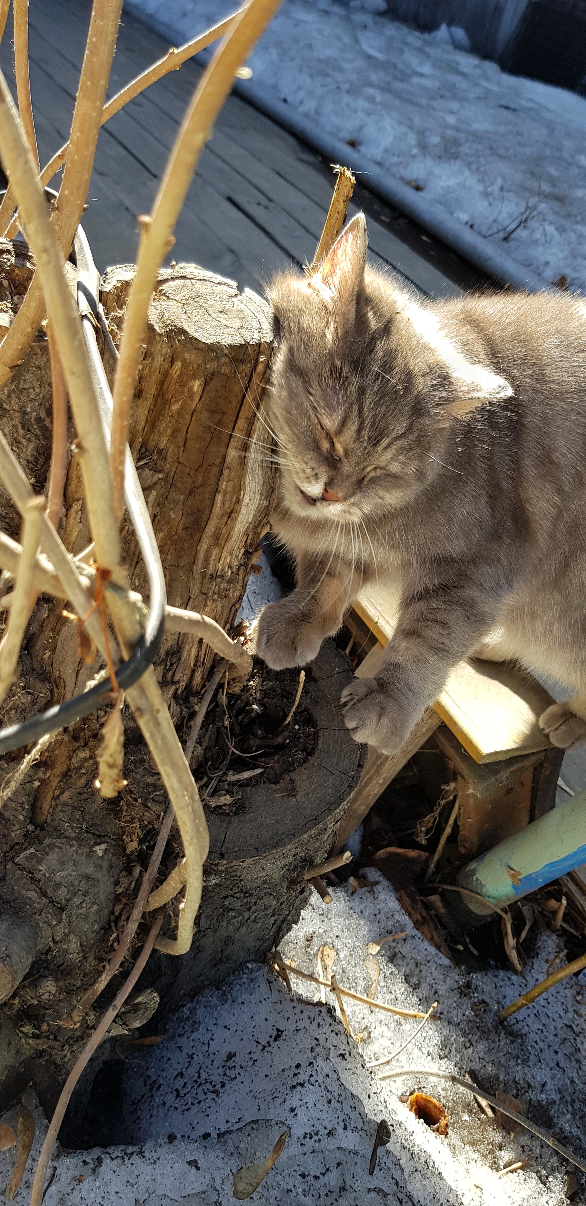 Irkutsk in spring. Irkutsk feline - My, Irkutsk, Town, Longpost, cat