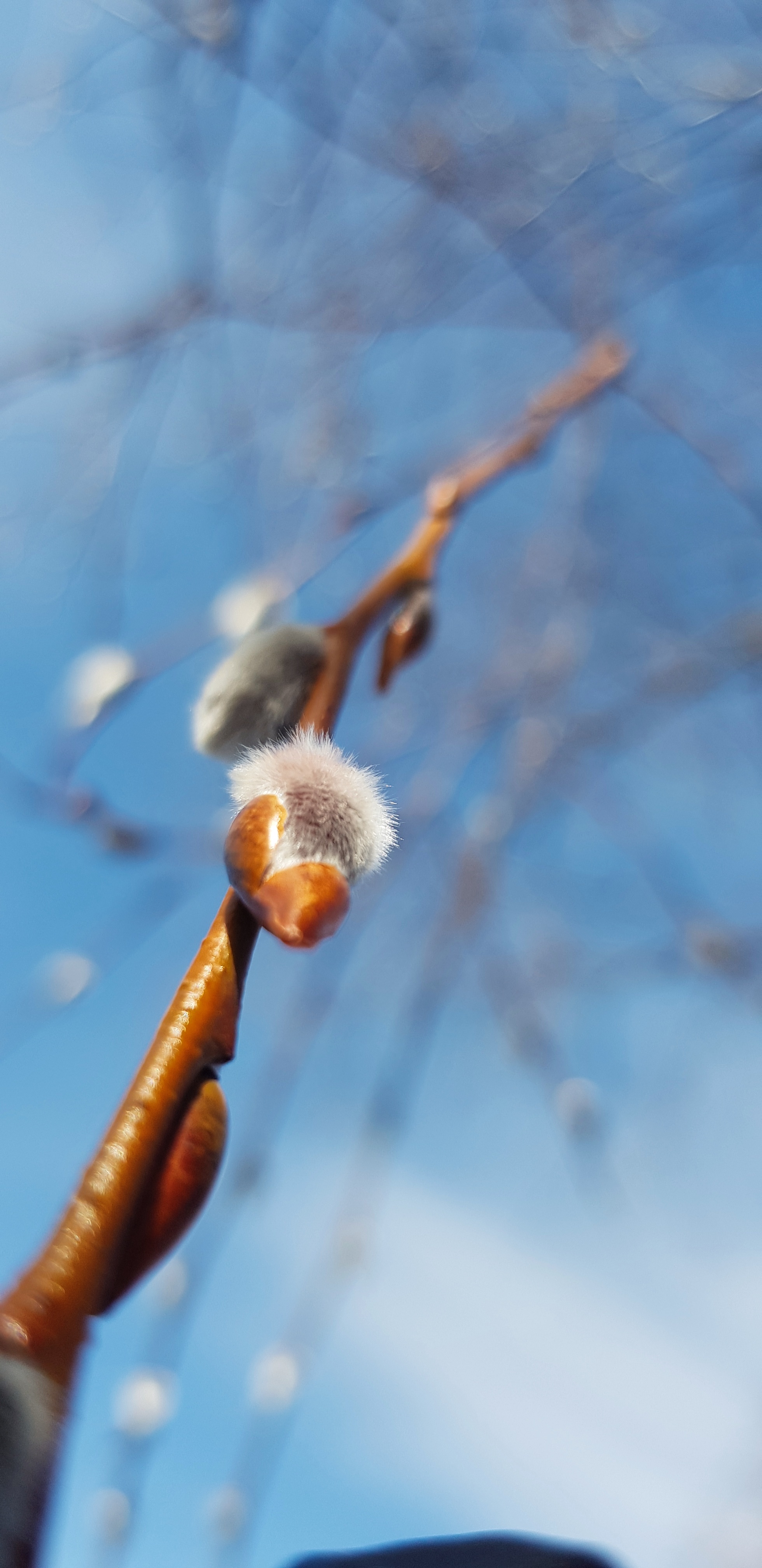 Irkutsk in spring. Irkutsk feline - My, Irkutsk, Town, Longpost, cat