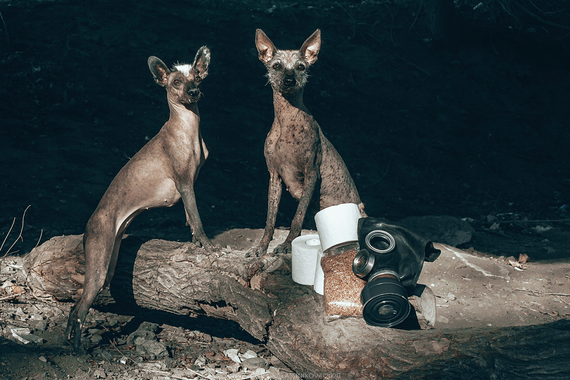 Have you got any buckwheat? - My, Dog, Animalistics, Nata-Tigra Kalashnikova, Photographer, Post apocalypse, Quarantine, Buckwheat, Longpost