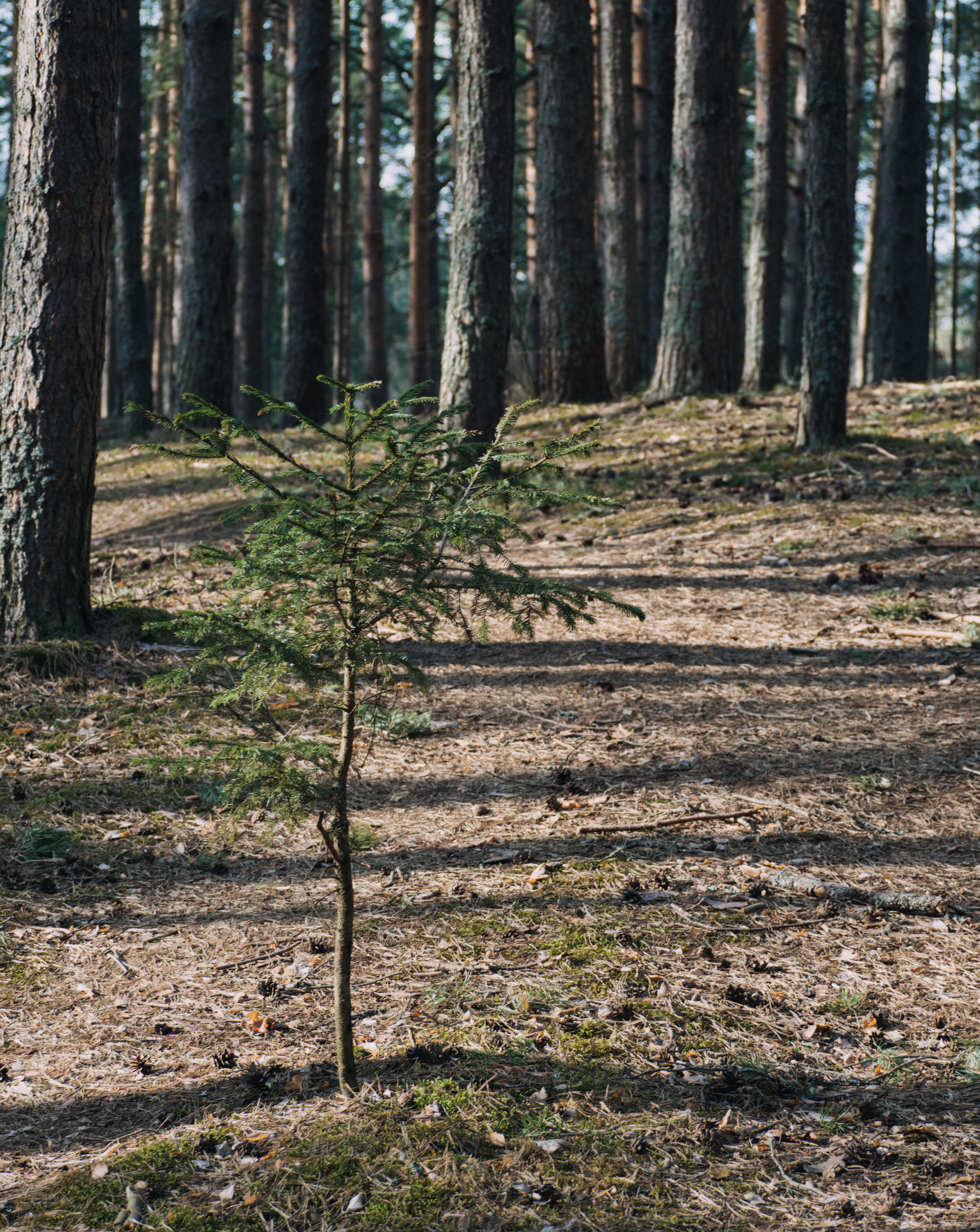 wood gull - My, Forest, Tea, The photo, Longpost