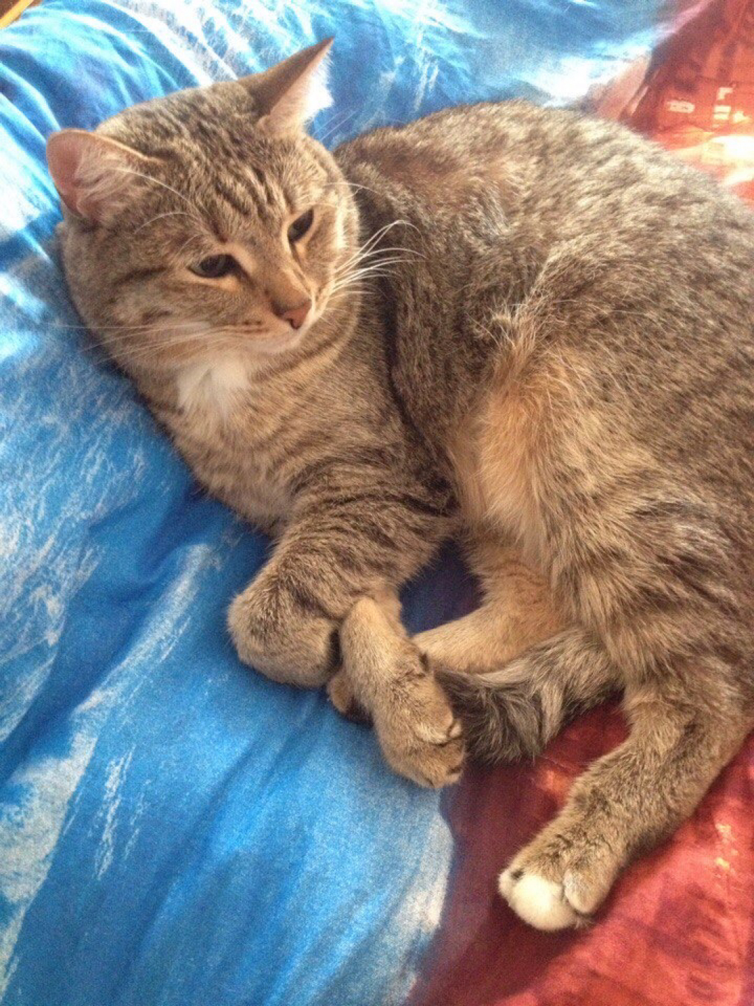 Readers from Chelyabinsk, please help! Lost cat - My, Lost, Lost cat, Chelyabinsk, Longpost, No rating, cat, Catomafia