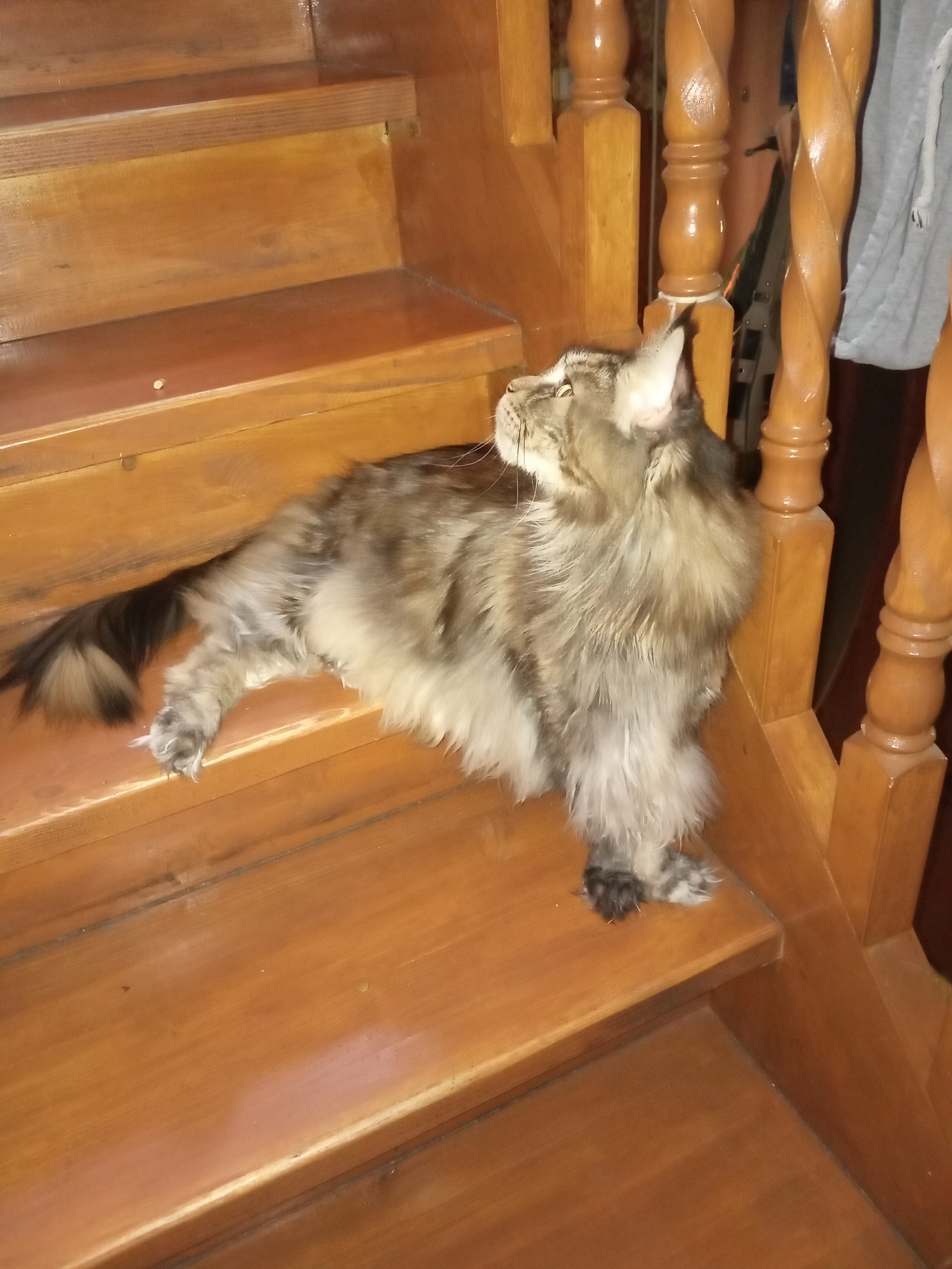 I guess I'll just lie/stand here - My, cat, Catomafia, Superposition, Longpost, Stairs