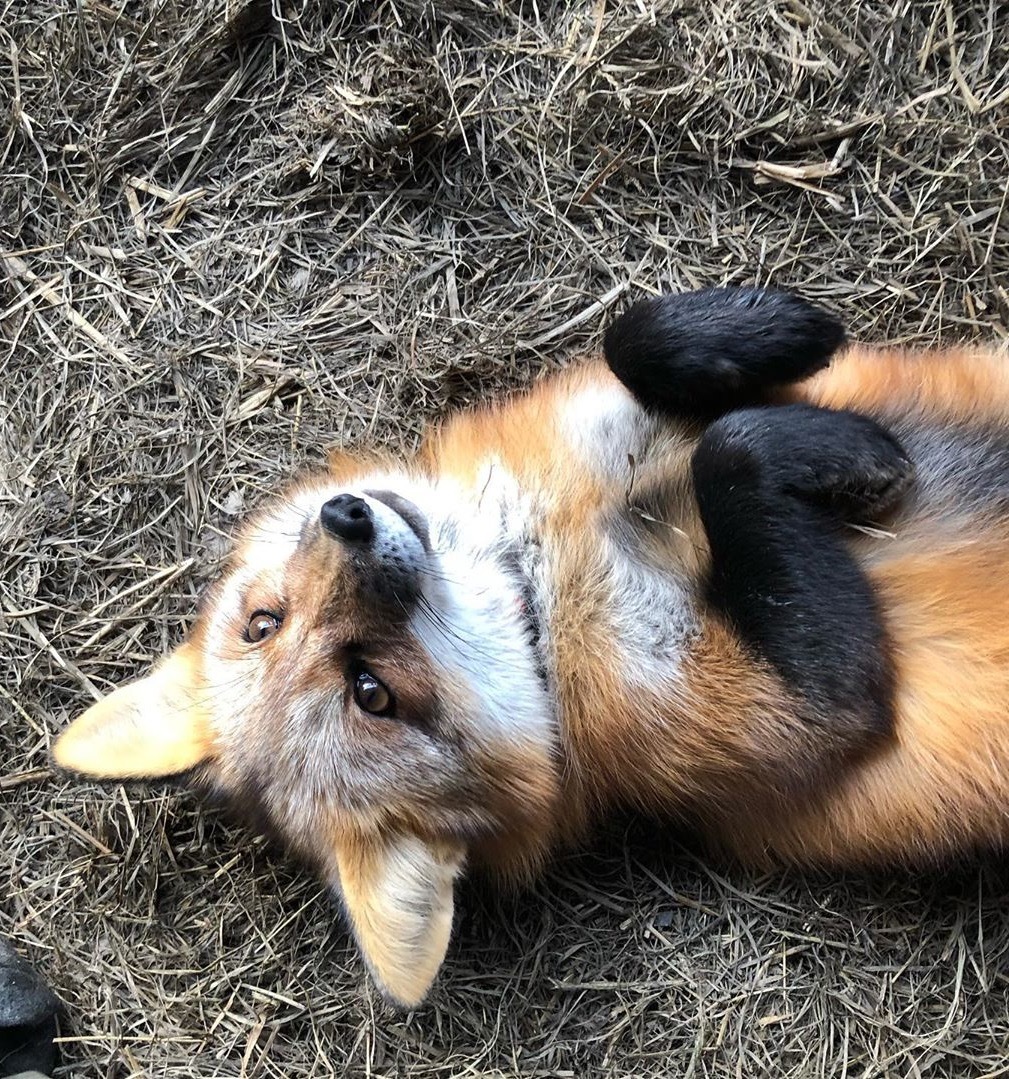 Foxes can be incredibly cute! ^_^ - Fox, Milota, Animals, The photo