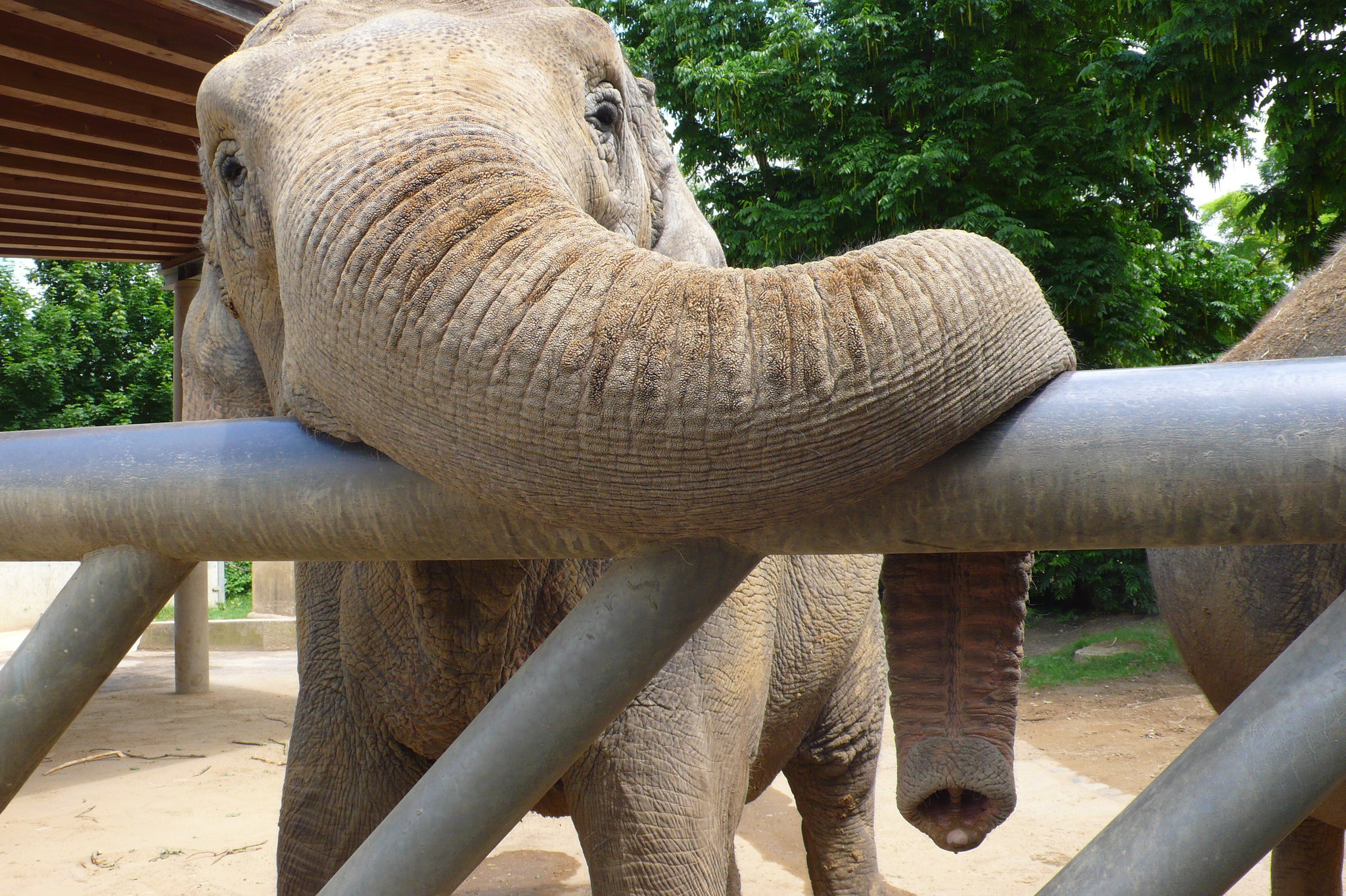 Zoos in Europe | Elefantenhaus Augsburg - My, Elephants, Zoo, Germany, Augsburg, Longpost, Building, Design