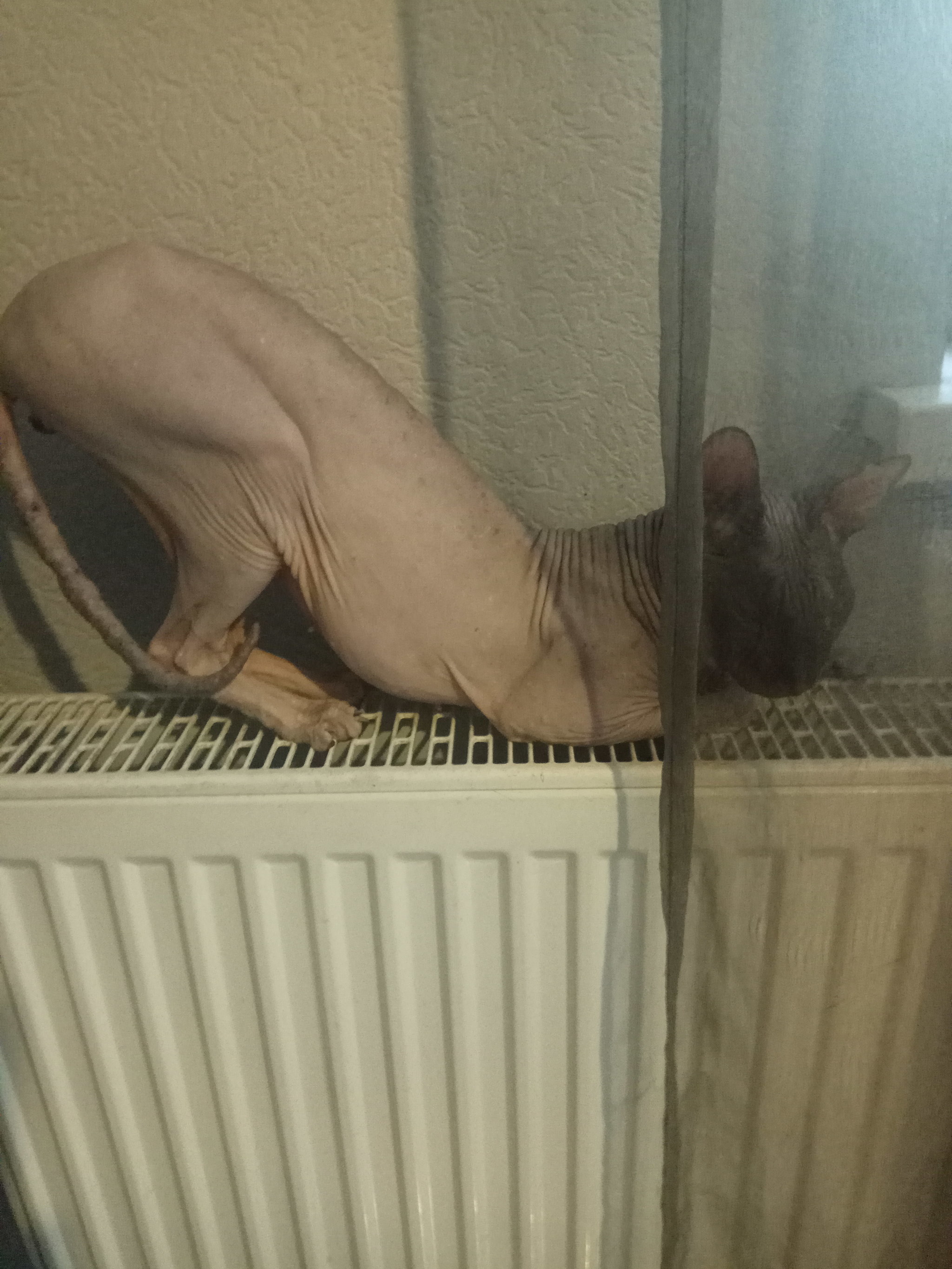 Temperature compliance - My, Don Sphynx, cat, Animals, Funny animals, cat house, Catomafia