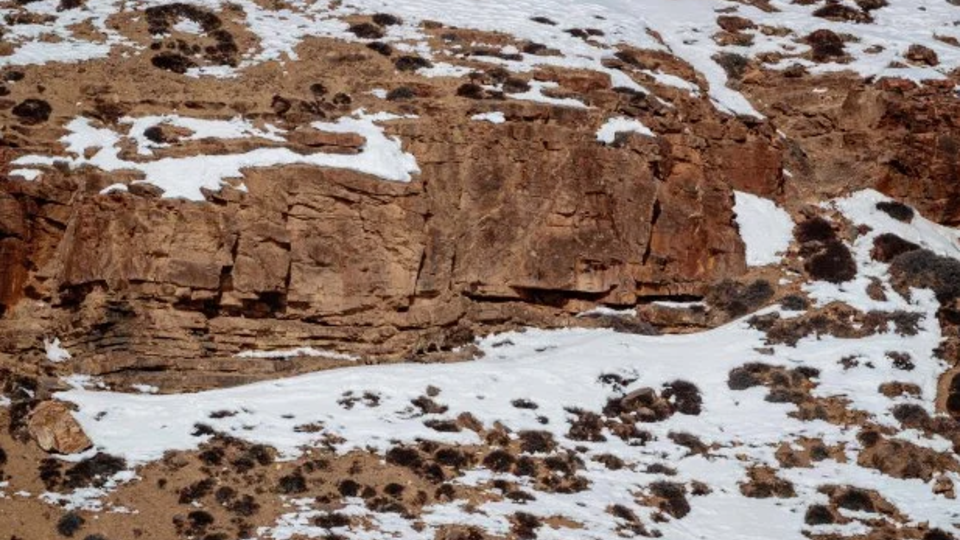 Find the cat! - The photo, Longpost, Snow Leopard, Big cats, Cat family, Predatory animals, Wild animals