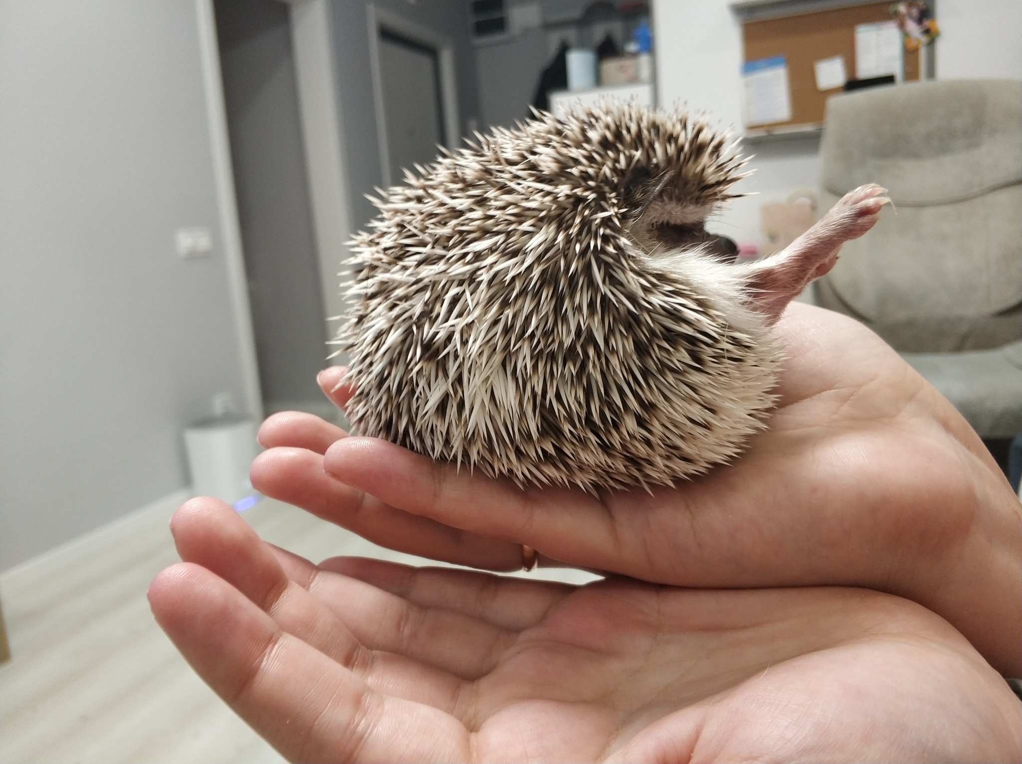 When I decided to pump up my lower abs - My, African pygmy hedgehog, Physical Education, Longpost