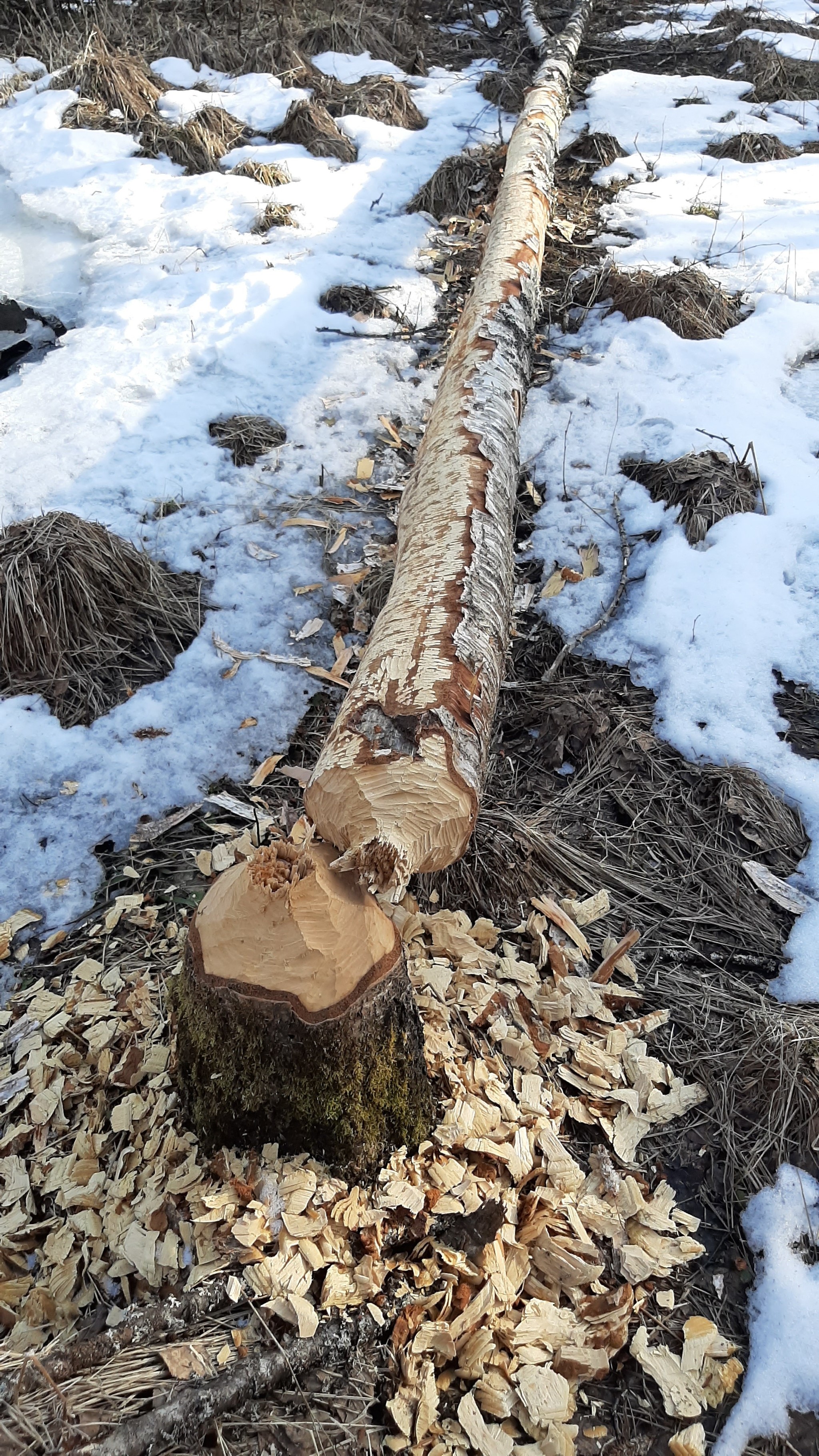 Tree after beavers - My, Beavers, Tree, Nature, The photo, Interesting, Vologodskaya Oblast, Longpost