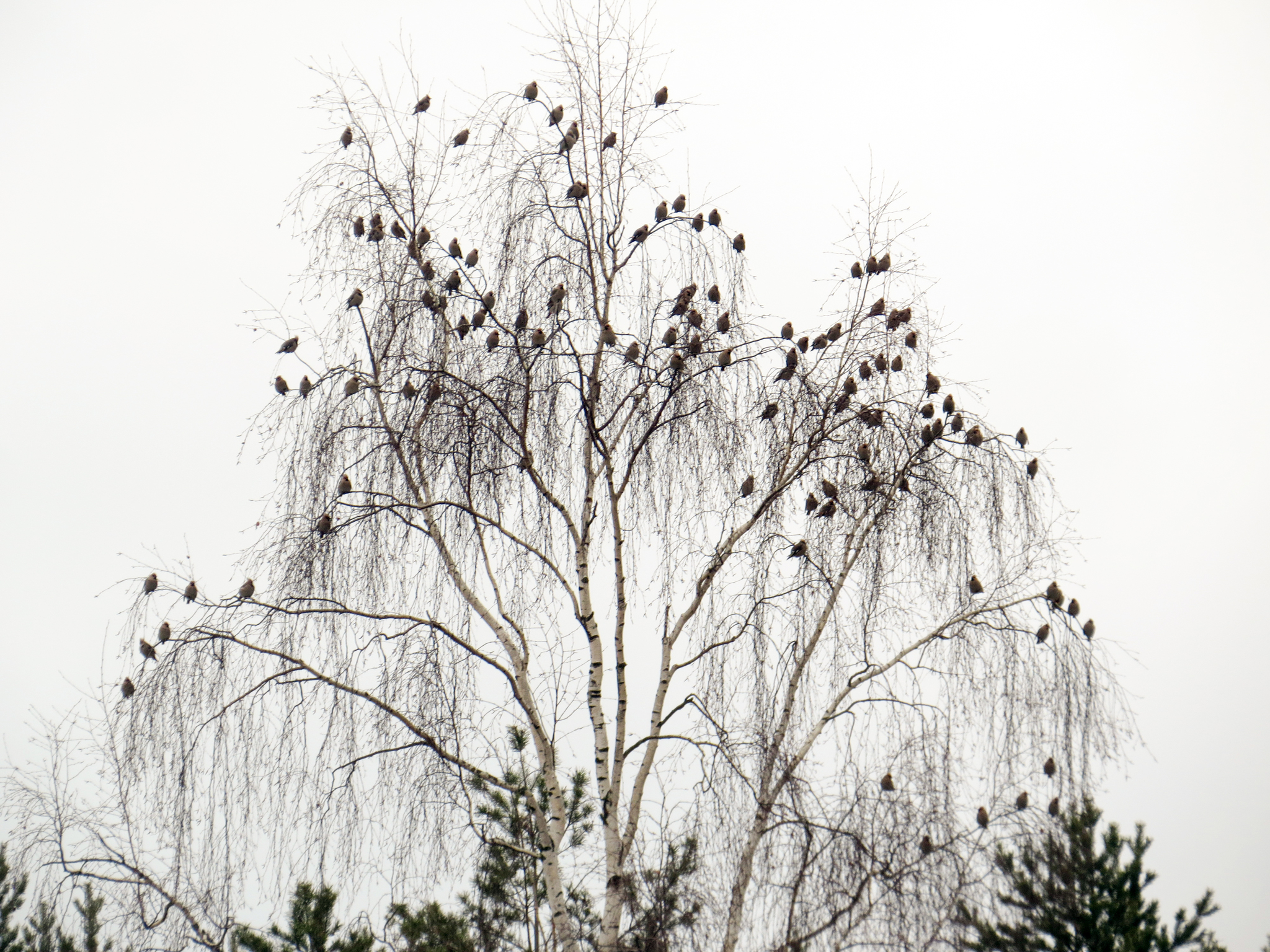 Waxwing - My, Ornithology, Birds, Hobby, Bird watching, Svirestel, Moscow region, Nature, Photo hunting, Video, Longpost