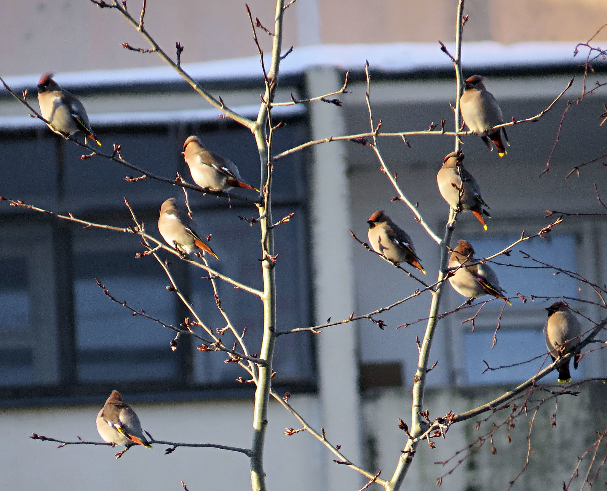 Waxwing - My, Ornithology, Birds, Hobby, Bird watching, Svirestel, Moscow region, Nature, Photo hunting, Video, Longpost