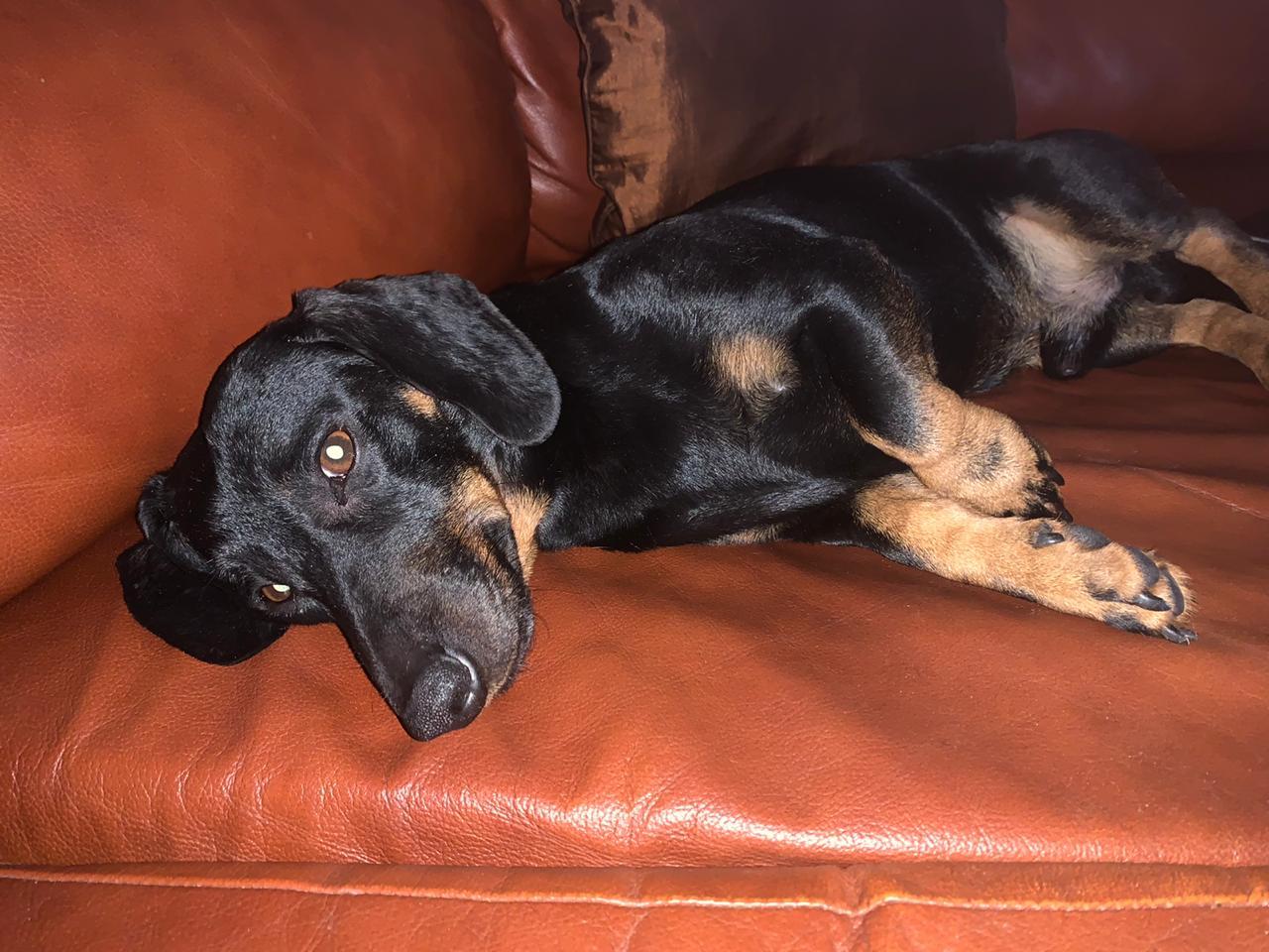 Lost dachshund, Gorodishchensky district, Volgograd region - My, No rating, Dog, The dog is missing, Karpovka, Volgograd, Volgograd region, The missing