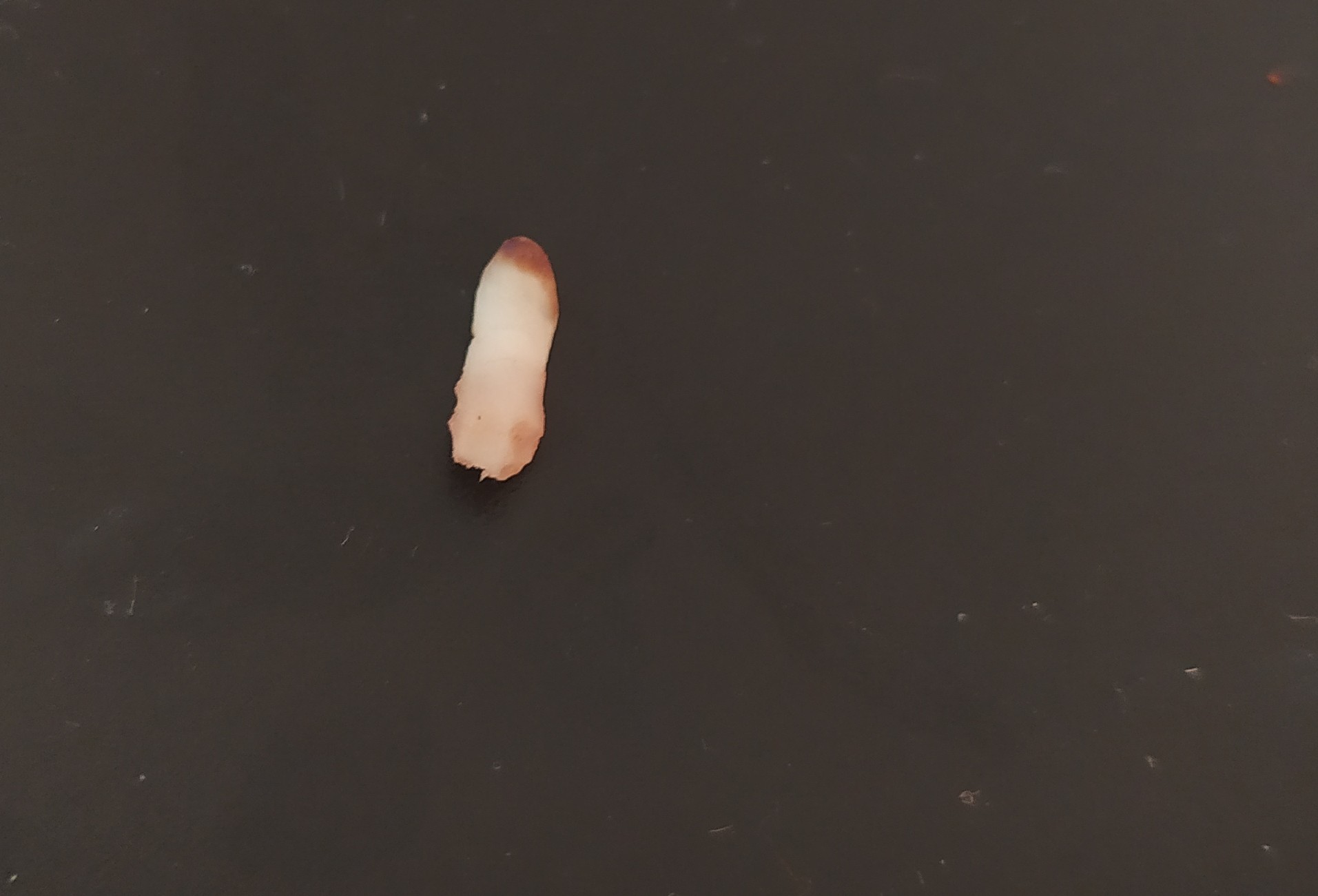 Tooth in Peasant sausage - Rat Chronicles, Sausage, Shock, Mat, Longpost