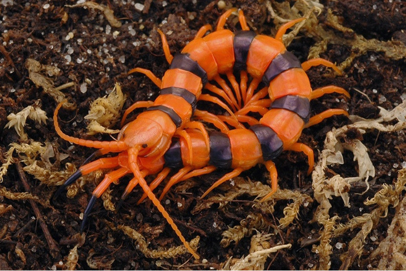 Scolopendra subspinipes - My, Scolopendra, Insectophobia, Centipede, Longpost