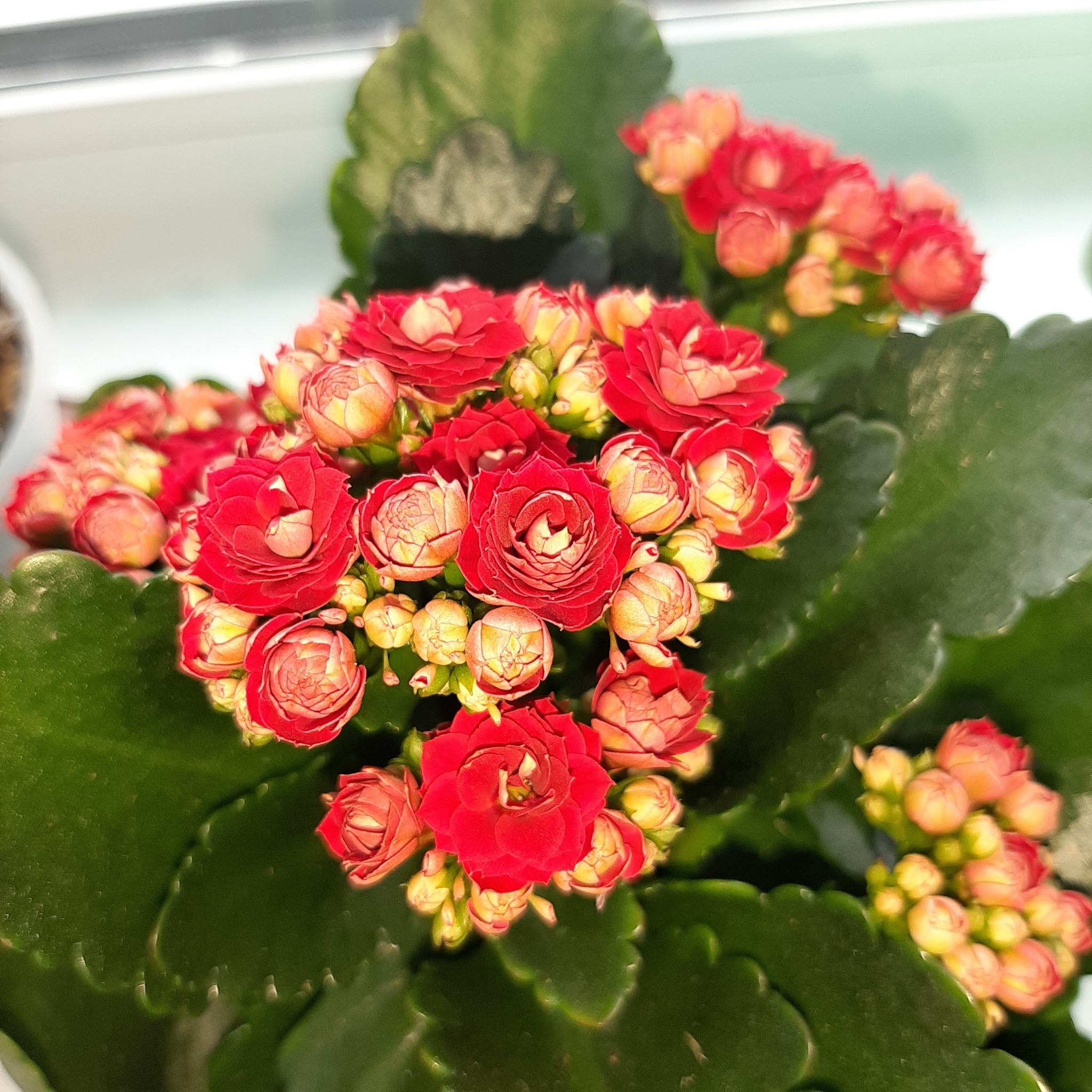 Simply beautiful flowers - My, Flowers, Windowsill, beauty, Longpost