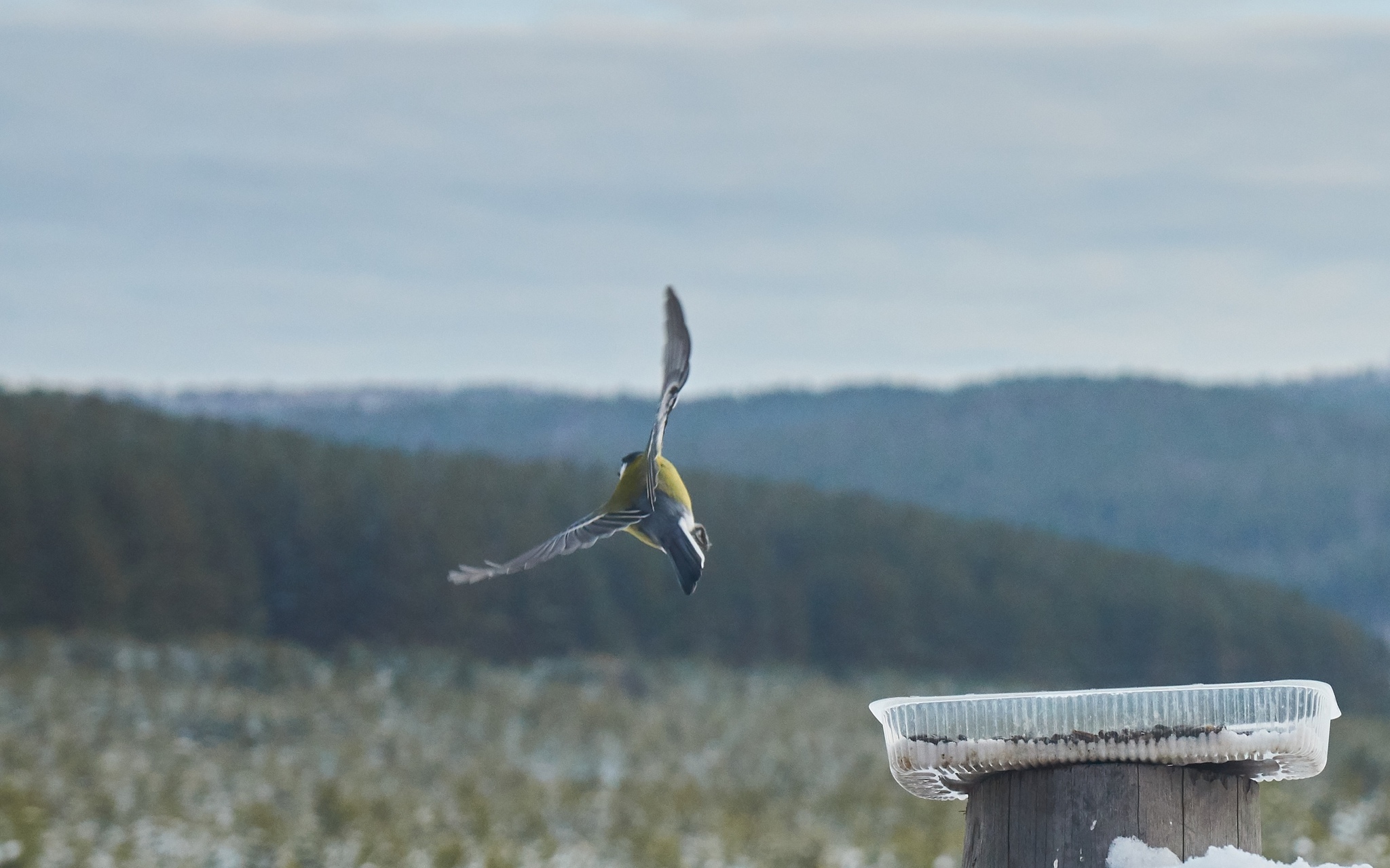 Just the nature of the Urals - Photo on sneaker, Nature, Longpost