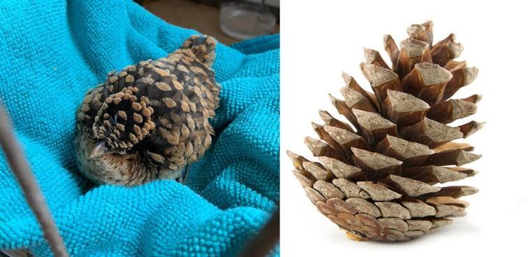 Four-winged cuckoo chick - Cuckoo, Chick, Cones, Disguise