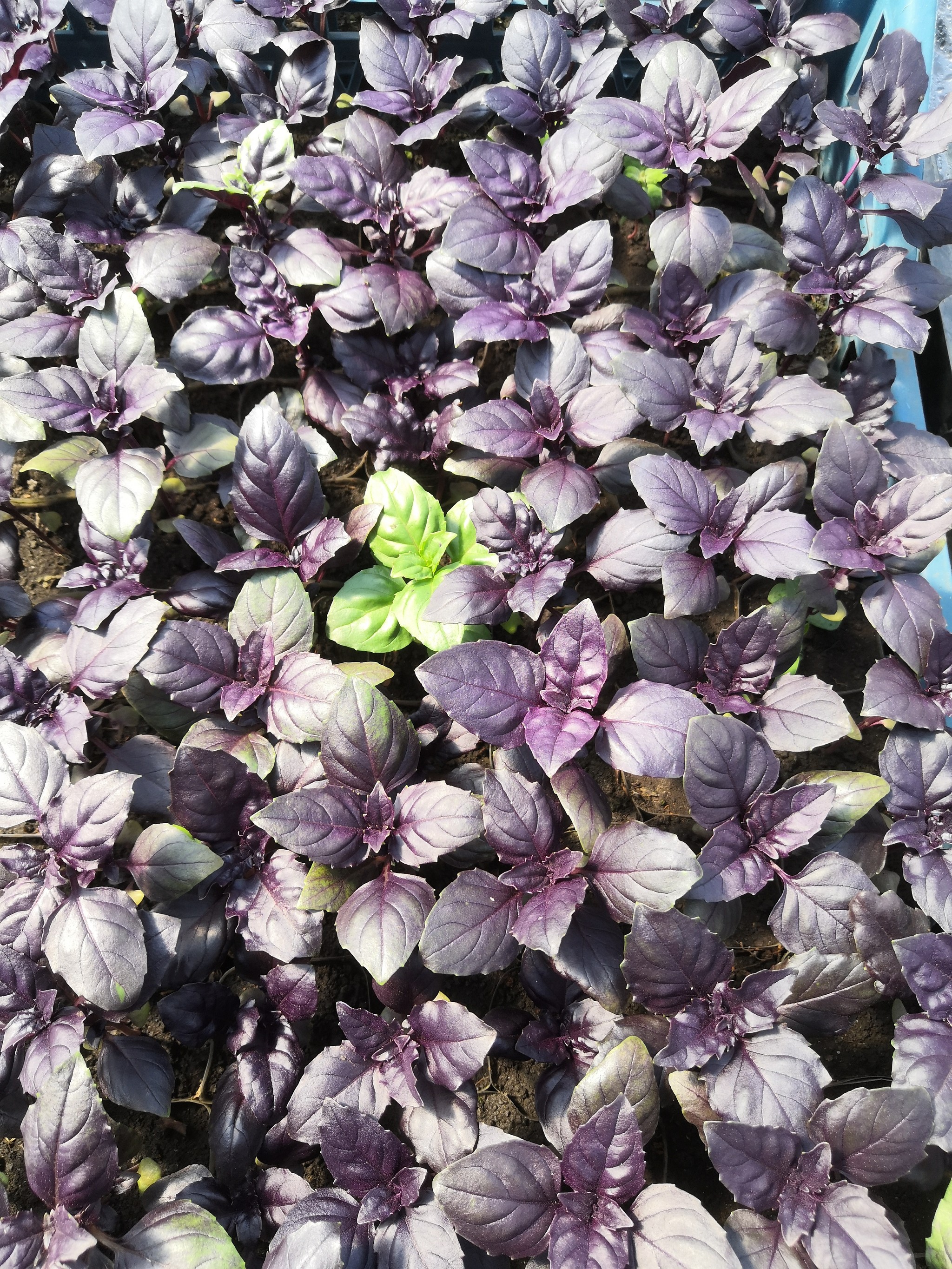 Spring in your feed - My, Сельское хозяйство, Seedling, Flowers, Longpost