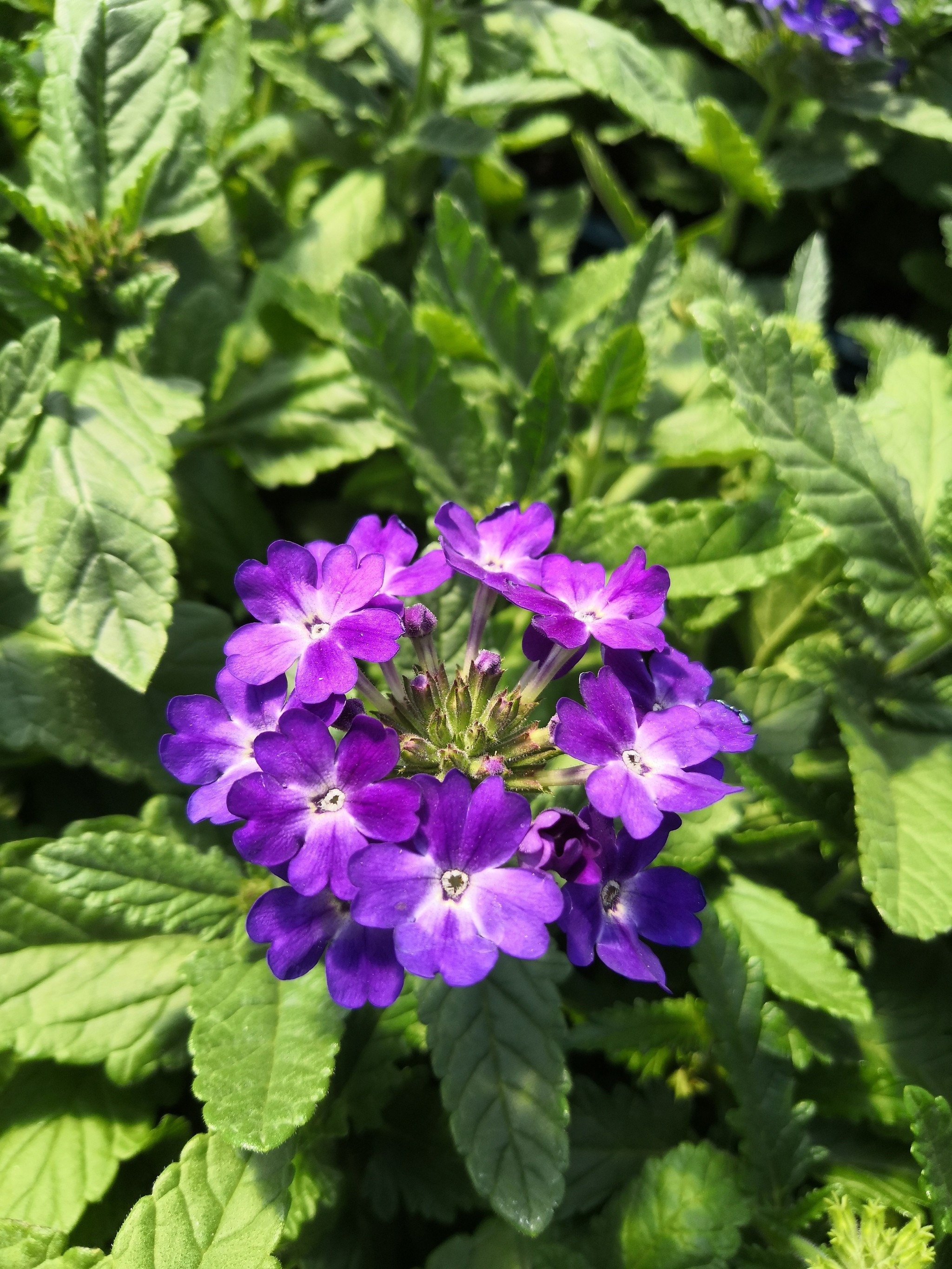 Spring in your feed - My, Сельское хозяйство, Seedling, Flowers, Longpost