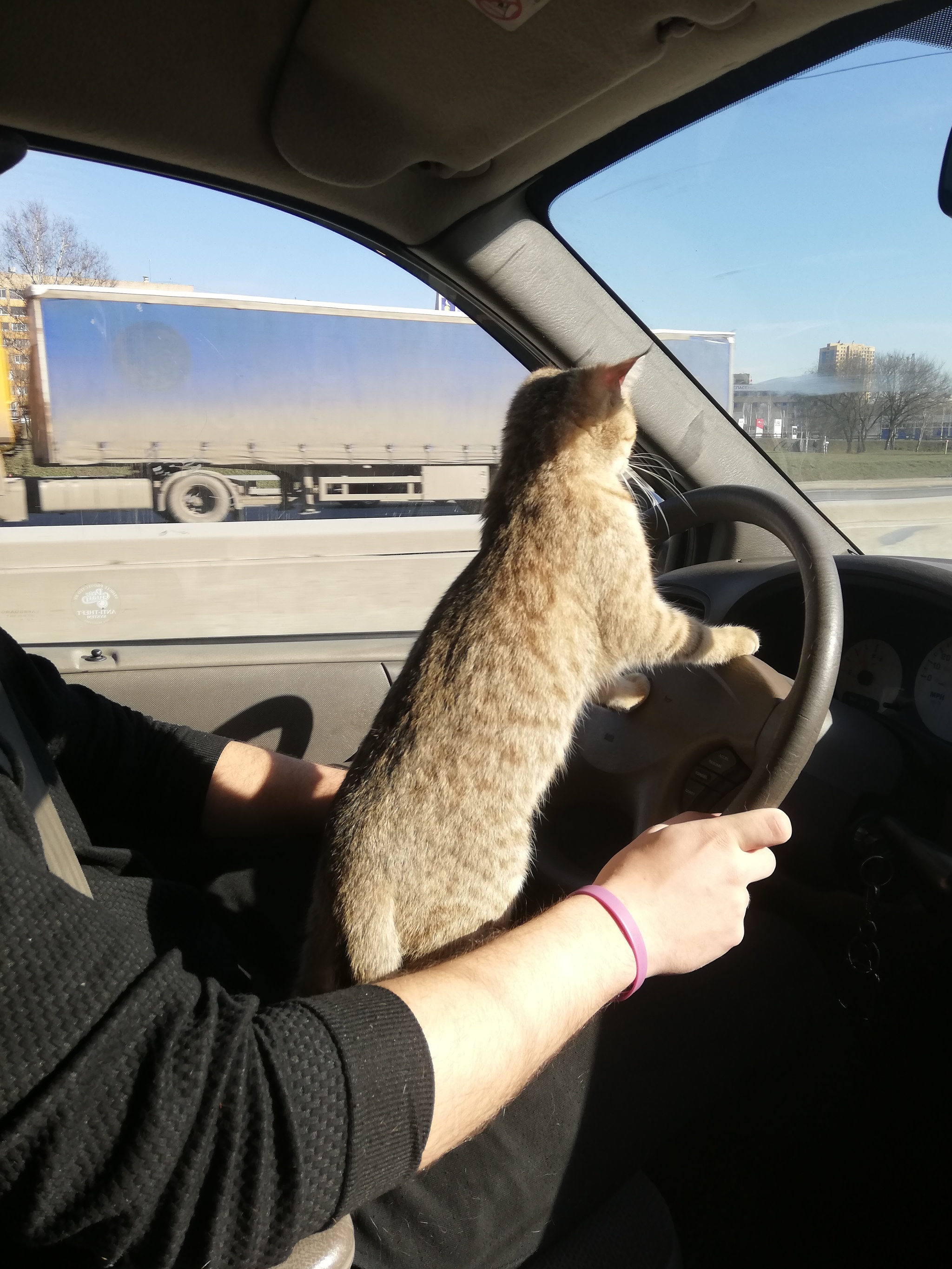 Traveling with a cat - My, Car, Kittens, Road, Family, Travels, Longpost, cat