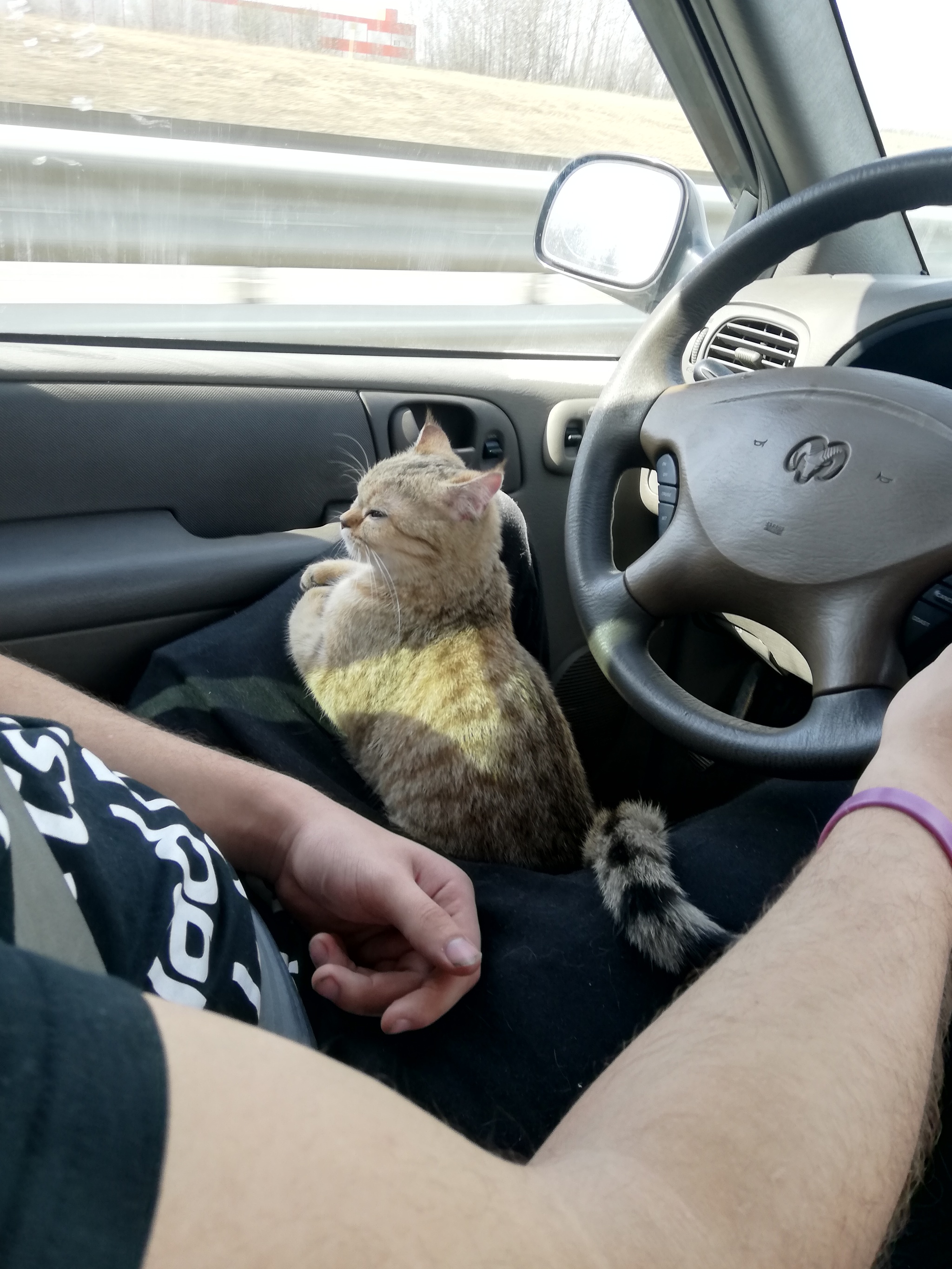 Traveling with a cat - My, Car, Kittens, Road, Family, Travels, Longpost, cat