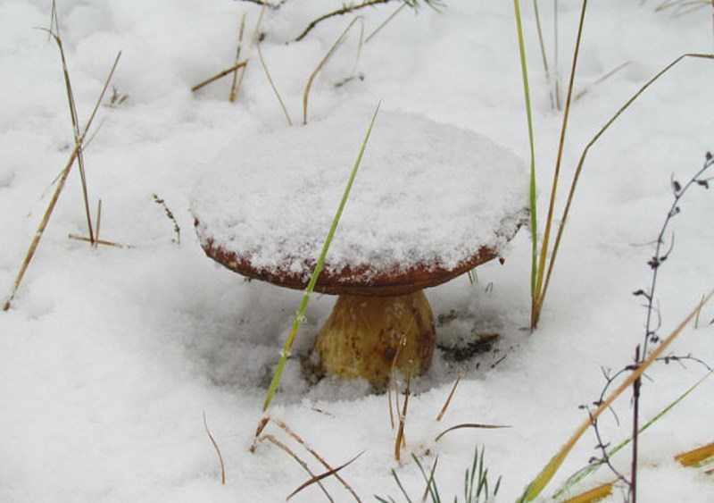 Yesterday in one Siberian town mushrooms suddenly appeared. I managed to gather a little and fry it. Even though you can’t go into the forest - Mushrooms, Siberia, Forest, Longpost