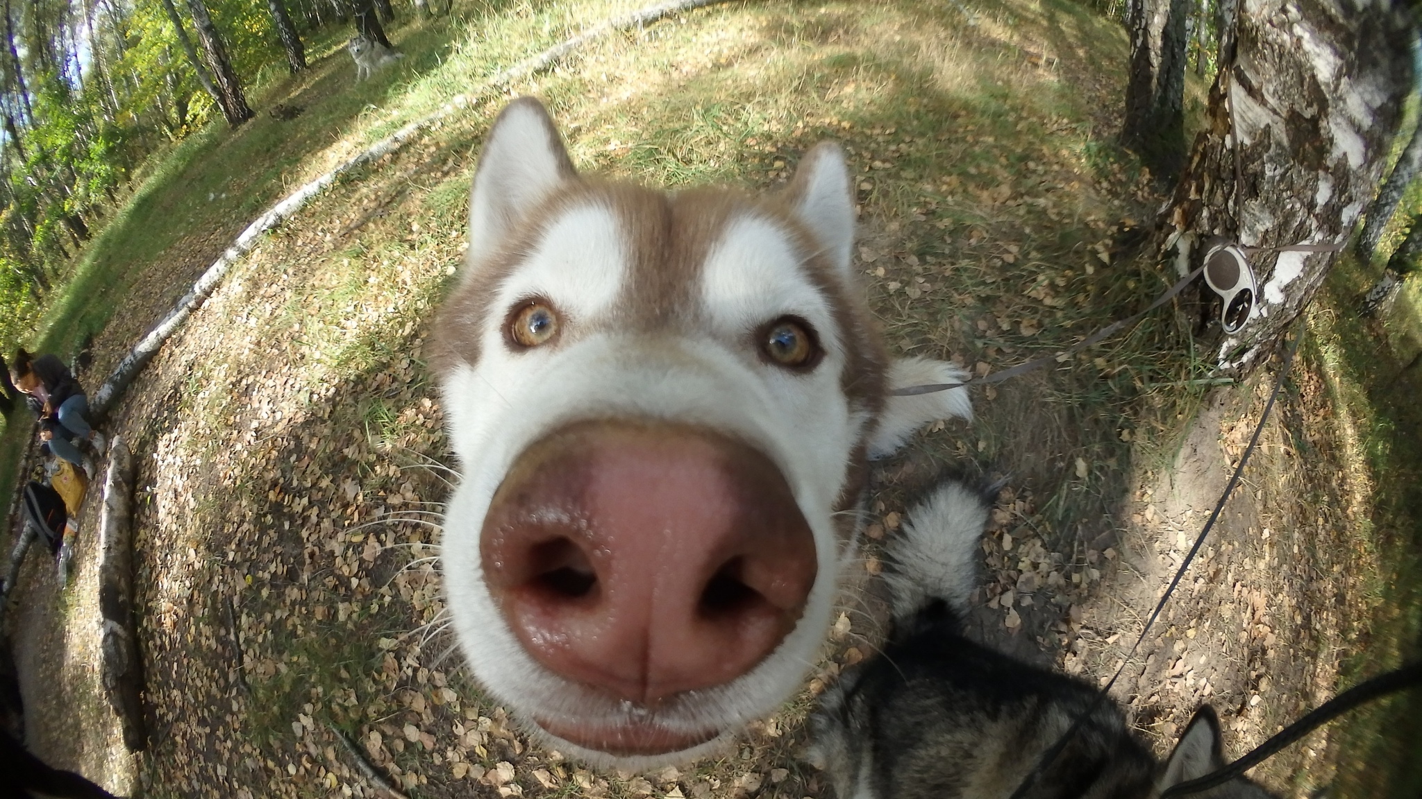 The legend of husky eye color - Husky, Animals, Dog, Pets, Legend, Alaskan Malamute, Life stories, Longpost, Eyes