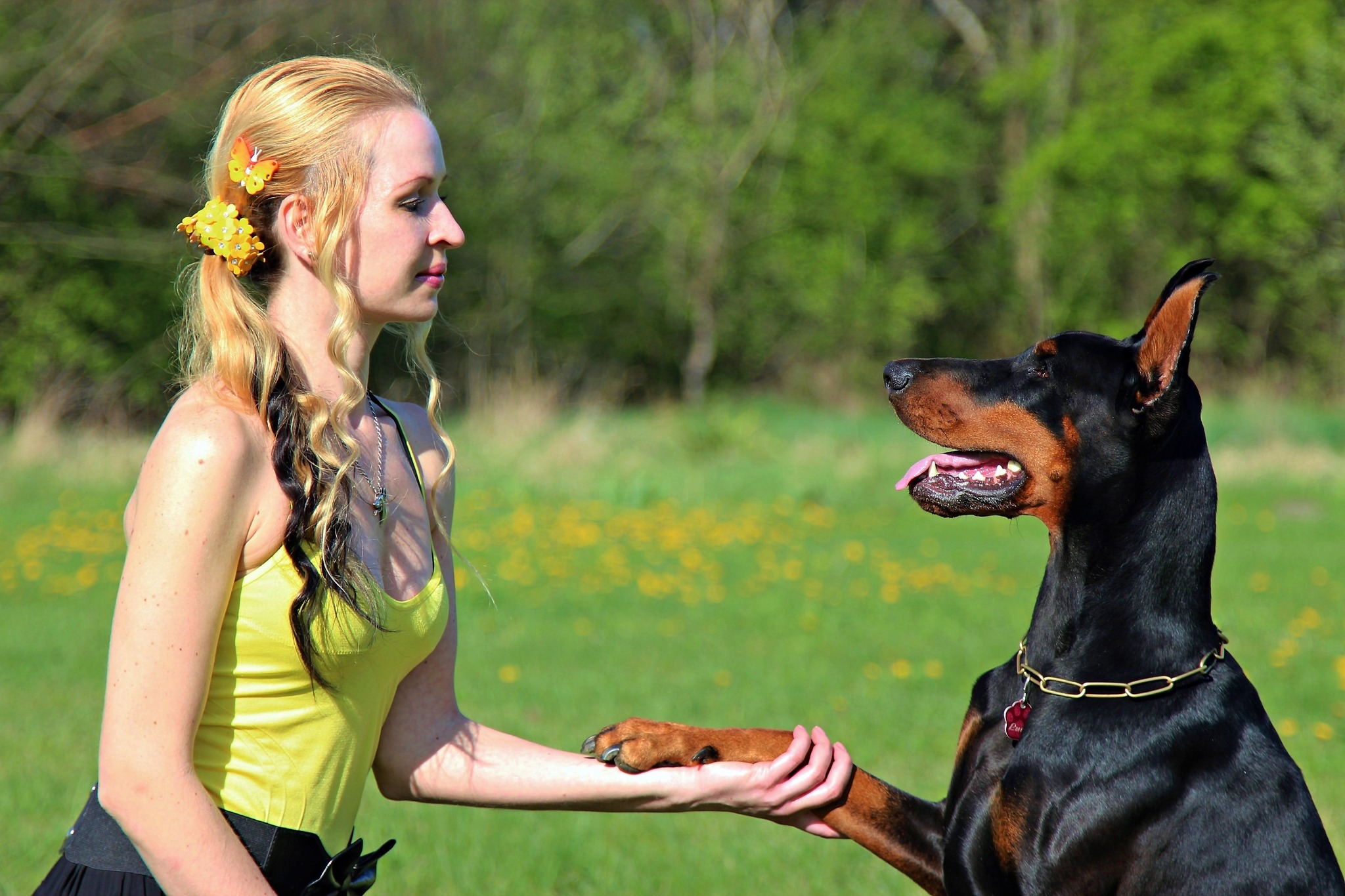 Doberman - Doberman, Dog, Friend, Longpost