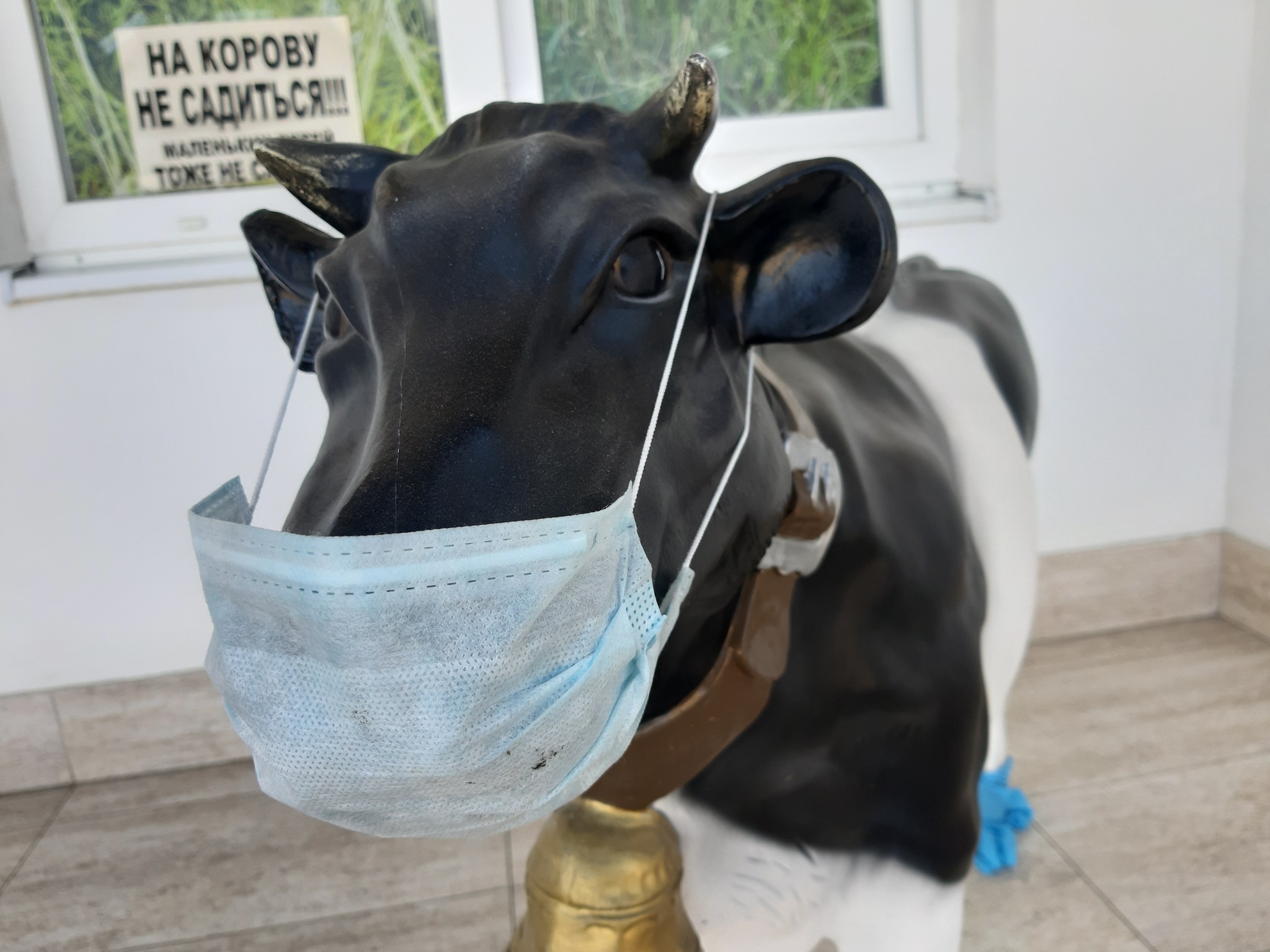 I walk past the veterinary pharmacy, and there... - Vetapteka, Cow, Strange humor, Longpost