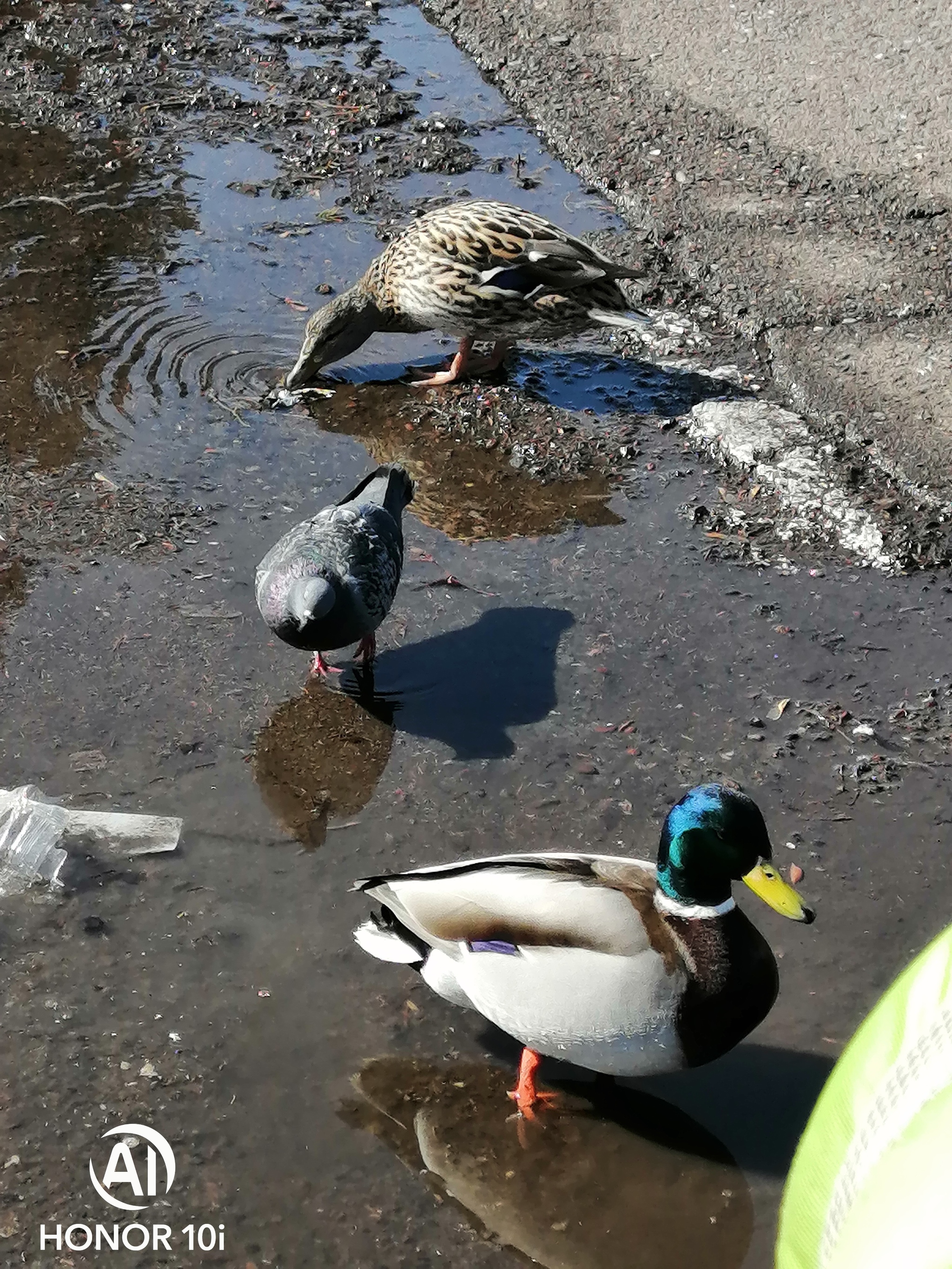 Yours or someone else's? - My, Pigeon, Duck, Longpost