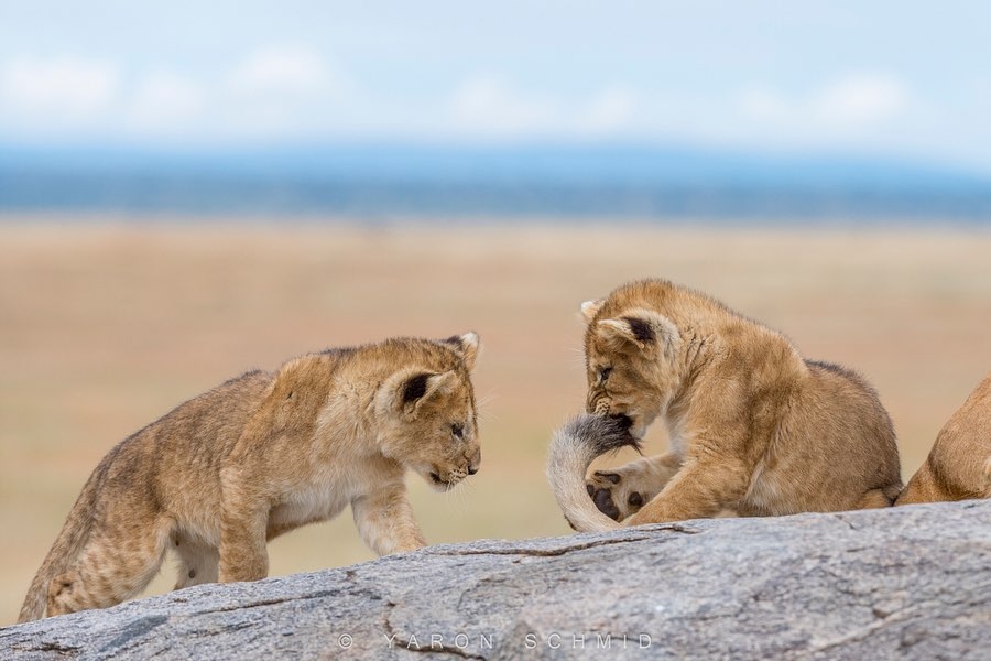 Mom's ponytail - The photo, Animals, a lion, Lion cubs, Young, Tail, Kus, Big cats, Longpost